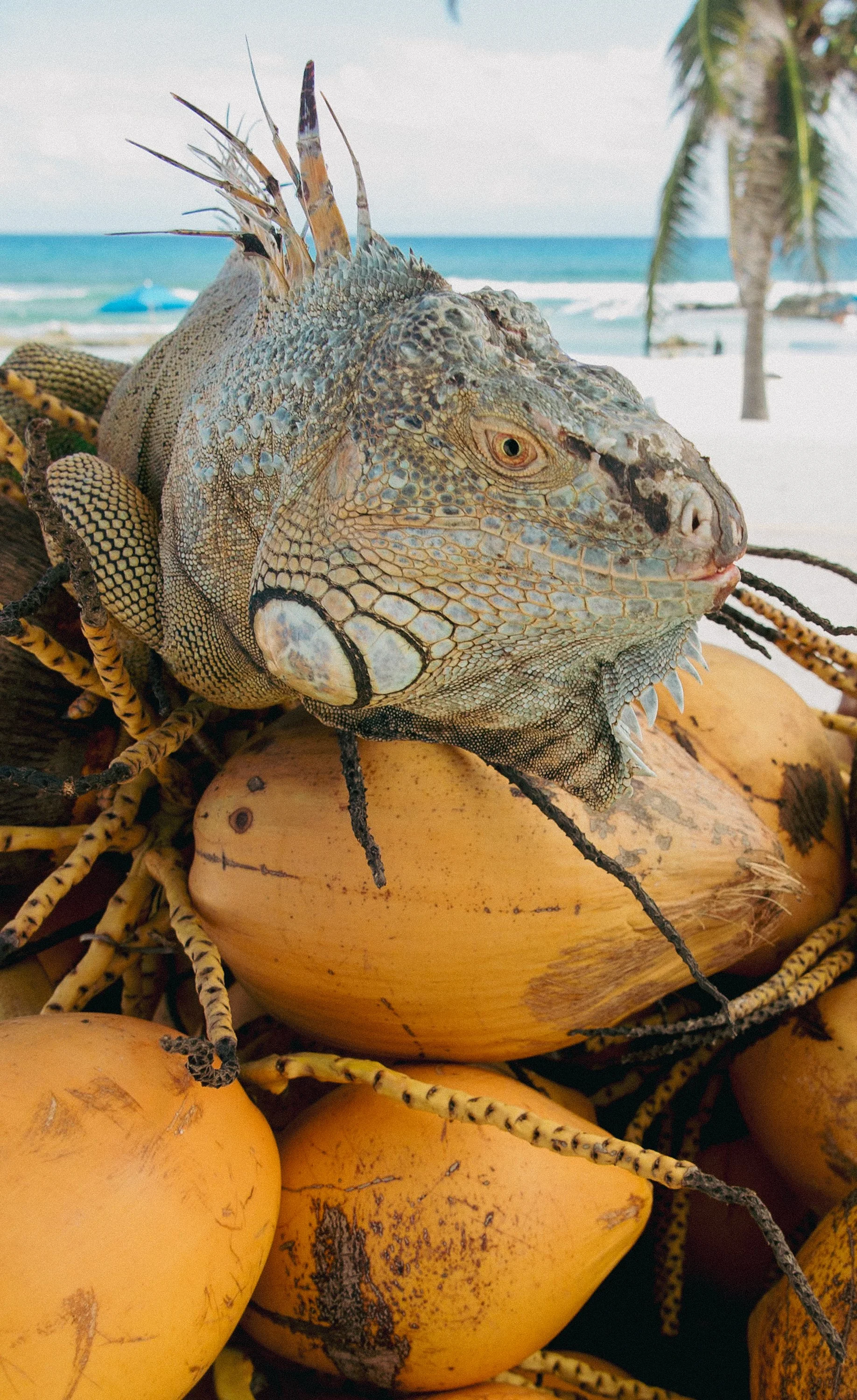 Lizard on coconuts in Cozumel