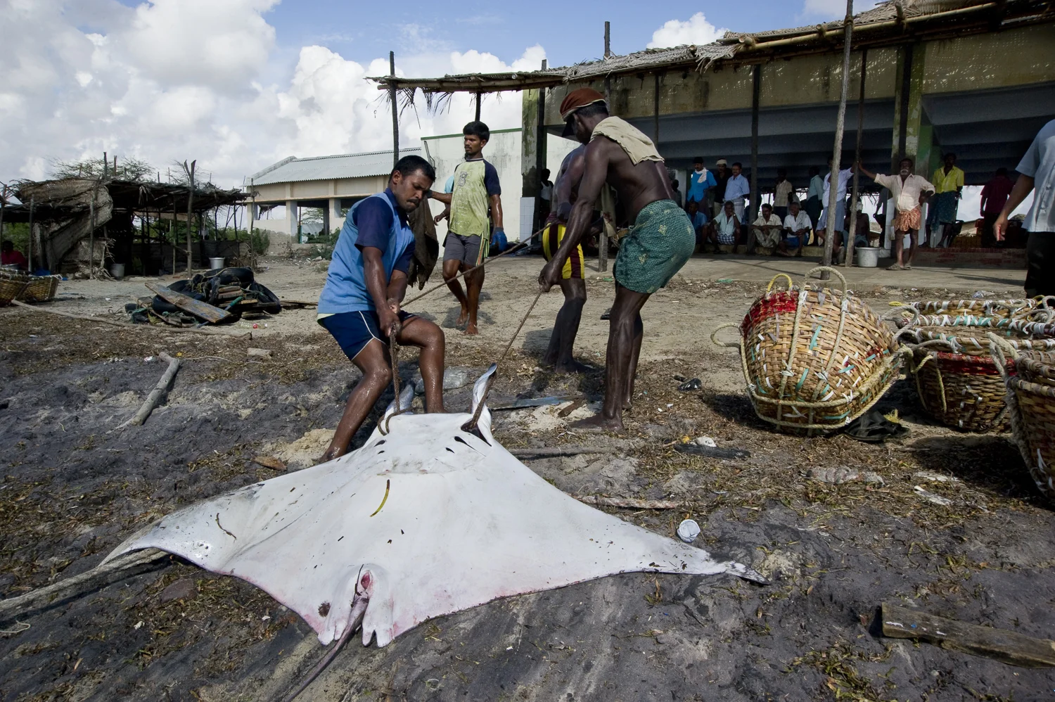 Fishermen at Tharavaikullam, a fishing harbor near Tuticorin, one of the largest sea ports on the Palk strait hauling in a manta ray. The Gulf of Mannar is one of the most ecologically diverse marine areas of India's coast, yet without regulation or viable career choices for fishermen, destructive fishing of endangered or critical species remains largely unchecked.