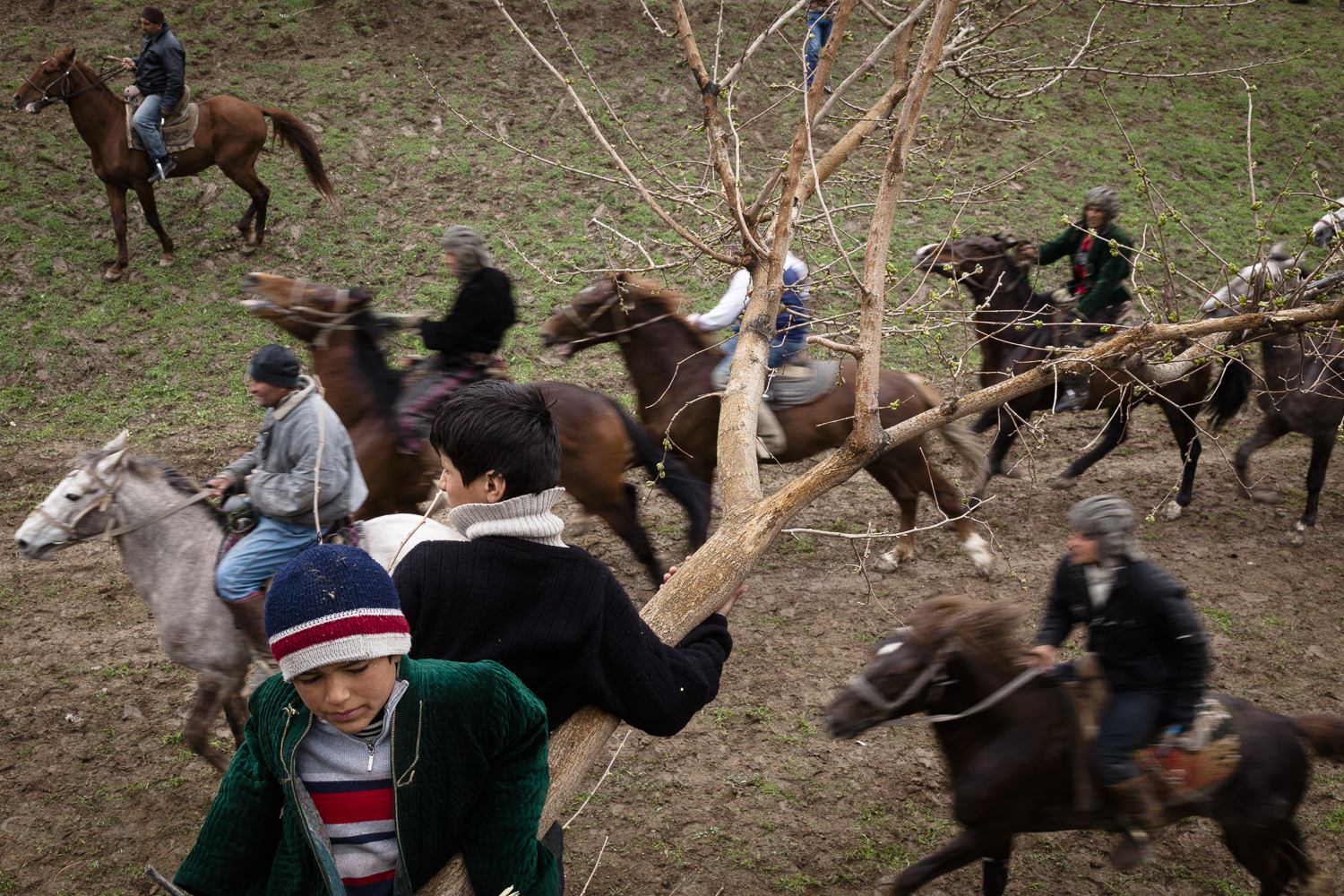  Young buzkashi fans hang out in a tree above horses coursing across a field during a Navruz spring match. 