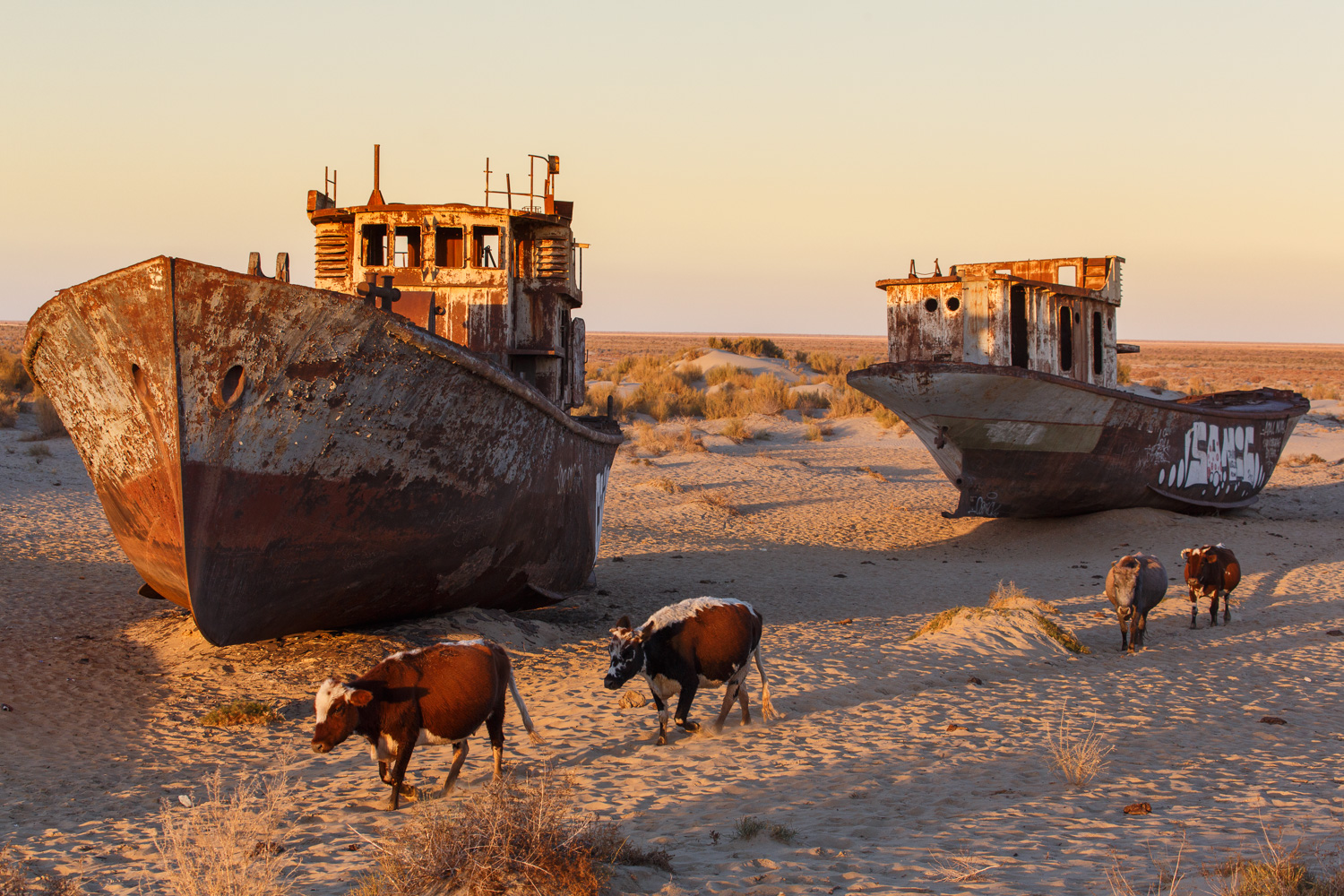  Cattle wander by the abandoned hulls of fishing boats on the dried bed of the Aral sea in Moynaq, Uzbekistan - formerly one of the four largest lakes in the world. 