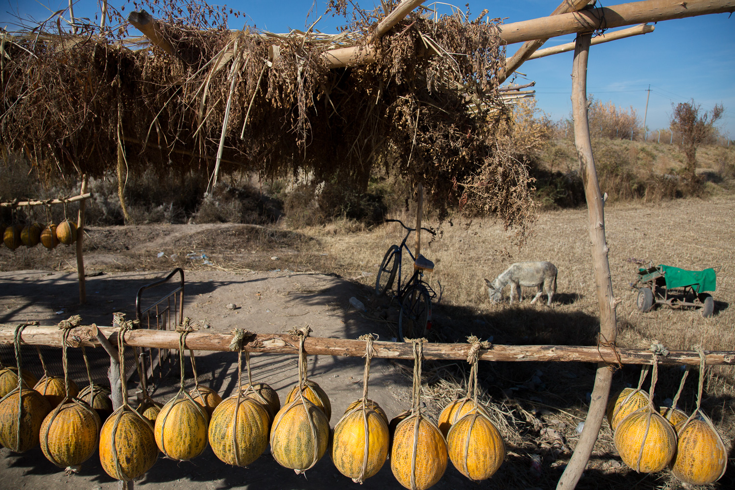  Roadside melon stall near Samarkand, Uzbekistan 