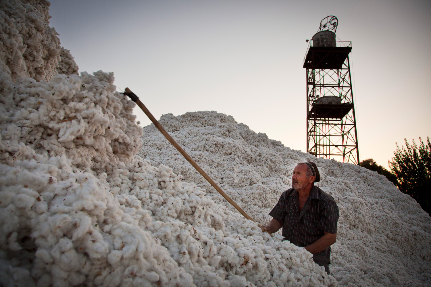  Cotton harvest near Tursunzoda, Tajikistan 