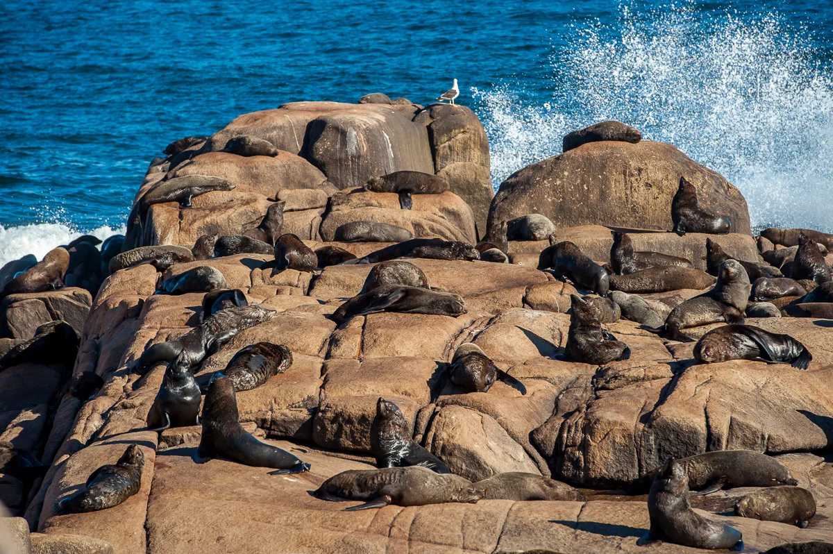 Sea lions in Cabo Polonio, Uruguay, Dec 2014 © Dosfotos