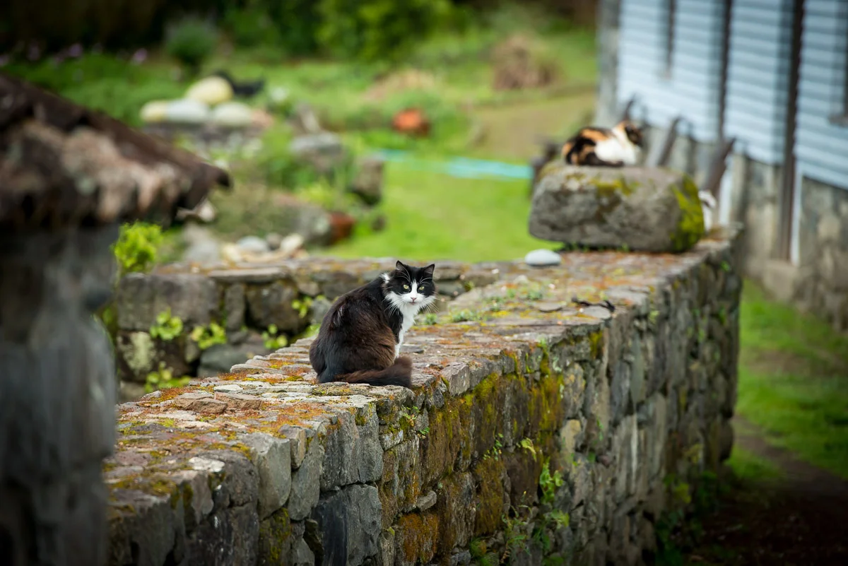 Sanguinho, Faial da Terra, Sao Miguel, Azores, 25/03/2016 © Dosfotos