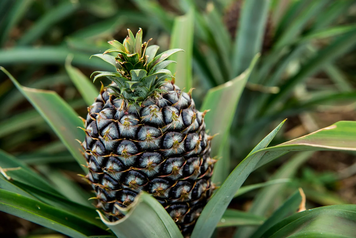 Ananases A Arruda, ananas plantation, Faja de Baixo, Sao Miguel, Azores, 26/03/2016 © Dosfotos