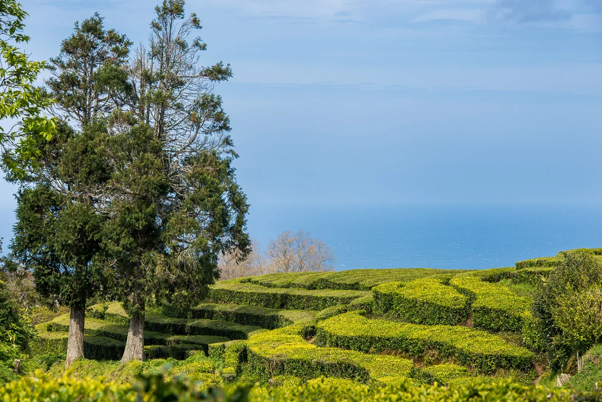 Gorreana Tea Plantation, Azores is the only place in Europe where tea is growing, Sao Miguel, Azores, 27/03/2016 © Dosfotos