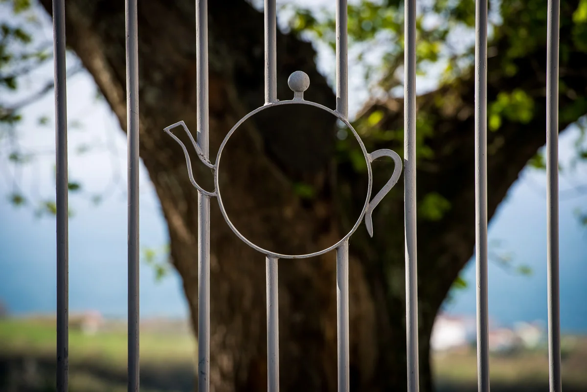Porto Formoso Tea Plantation, Sao Miguel, Azores, 27/03/2016 © Dosfotos