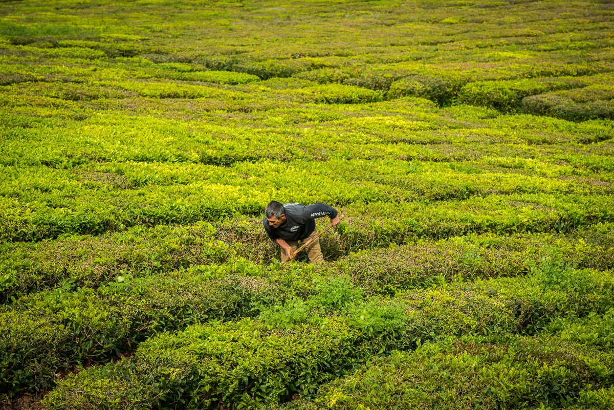 Porto Formoso Tea Plantation, Sao Miguel, Azores, 28/03/2016 © Dosfotos