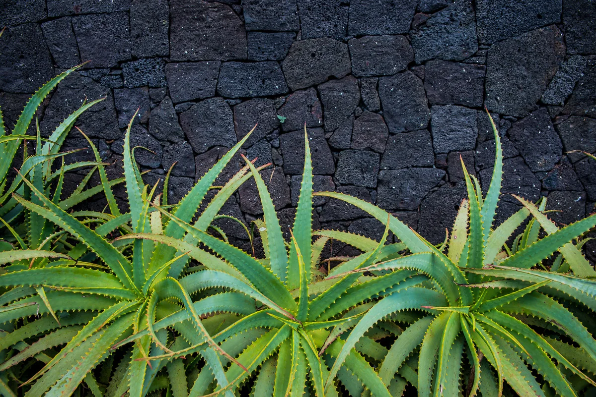 Aloe in front of a basalt wall in Lagoa, Sao Miguel, Azores, 29/03/2016 © Dosfotos