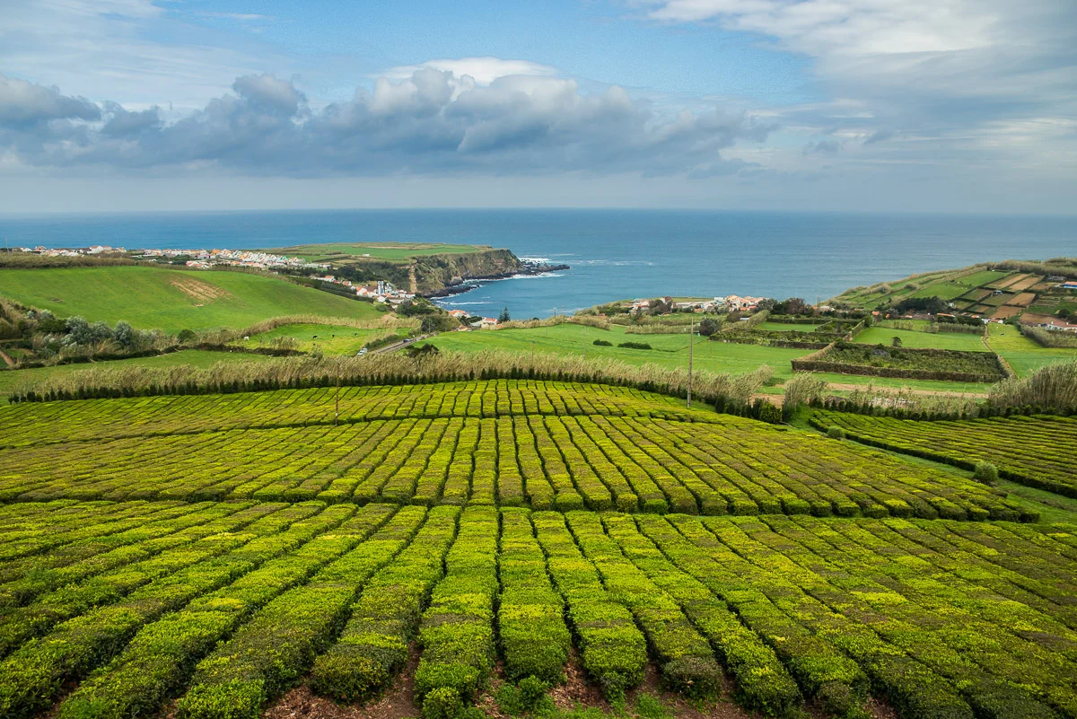 Porto Formoso Tea Plantation, Sao Miguel, Azores, 28/03/2016 © Dosfotos
