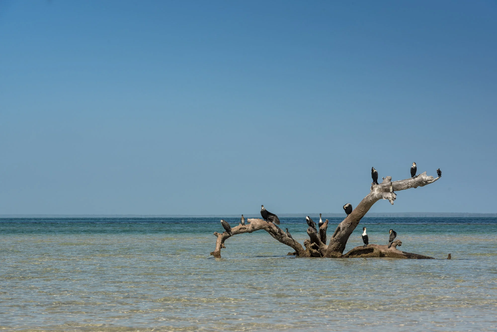 Birds in Benguerra Island, the second largest island in the Bazaruto Archipelago, Mozambique, 25/08/2016 © Dosfotos