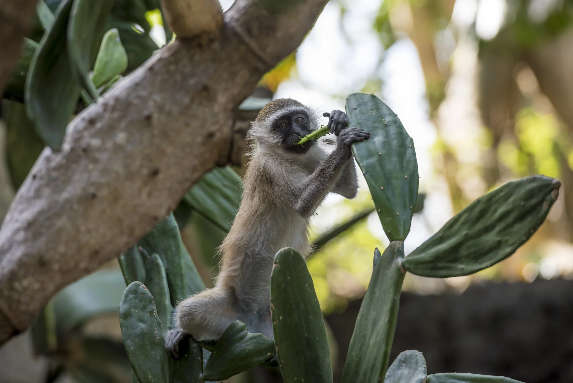 Samango monkey also known as Sykes monkey in Ibo Island, Quirimbas National Park, Cabo Delgado, Mozambique, 31/08/2016 © Dosfotos