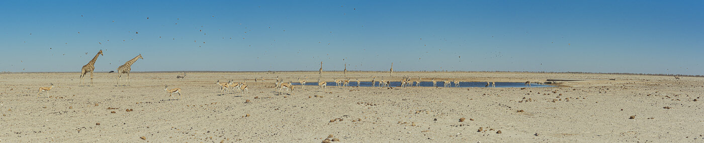 Etosha National Park, Namibia, Africa © Dosfotos