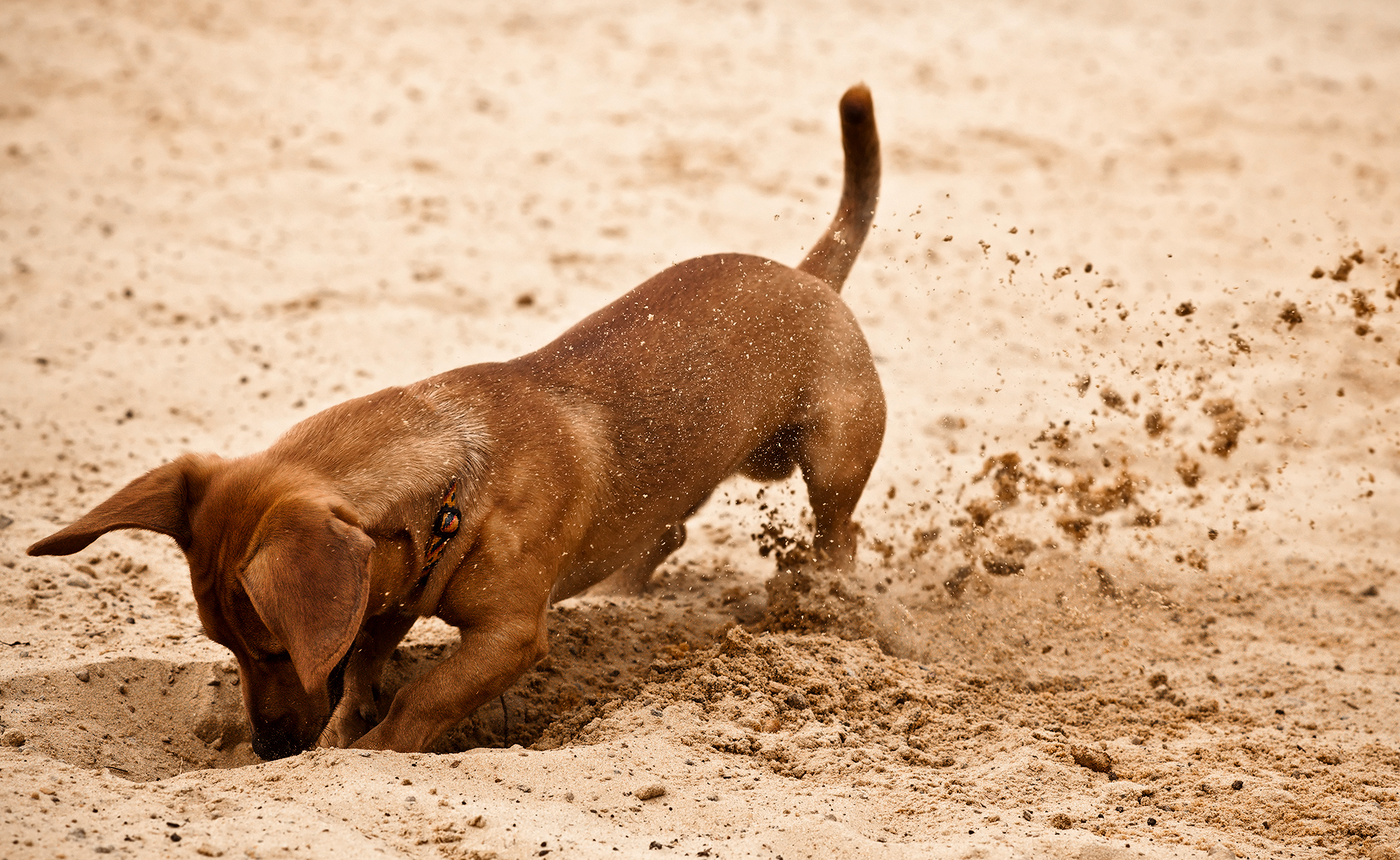 home-dachshund.jpg