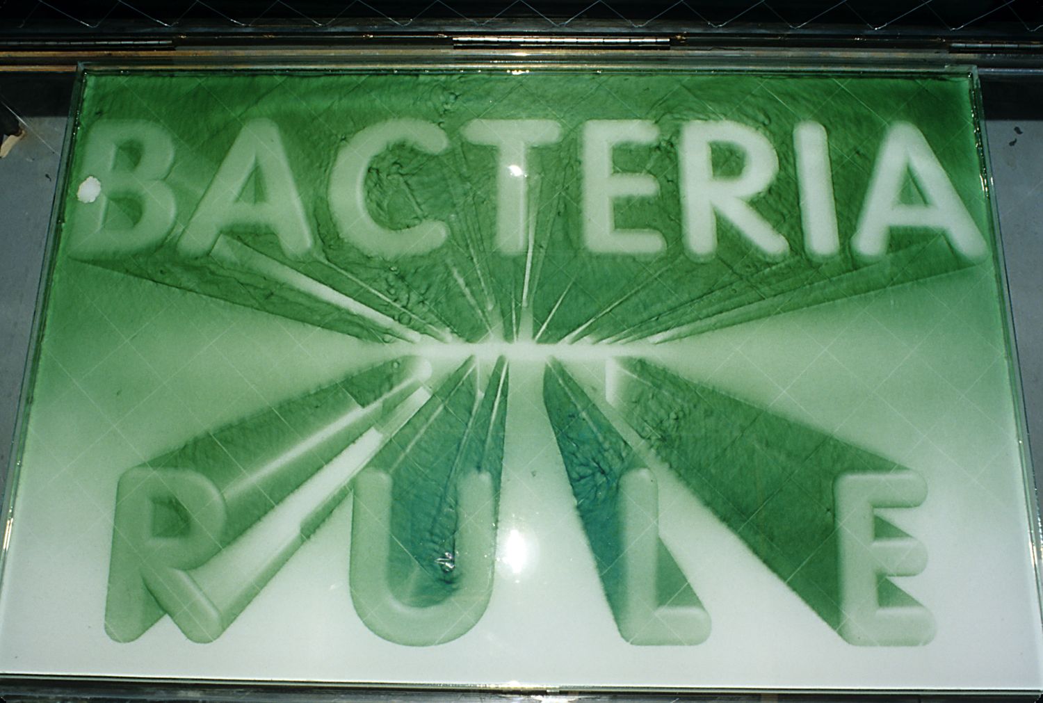 Bacteria Rule, 1999, 49"x69", Cyanobacteria oscillatoria,on glass