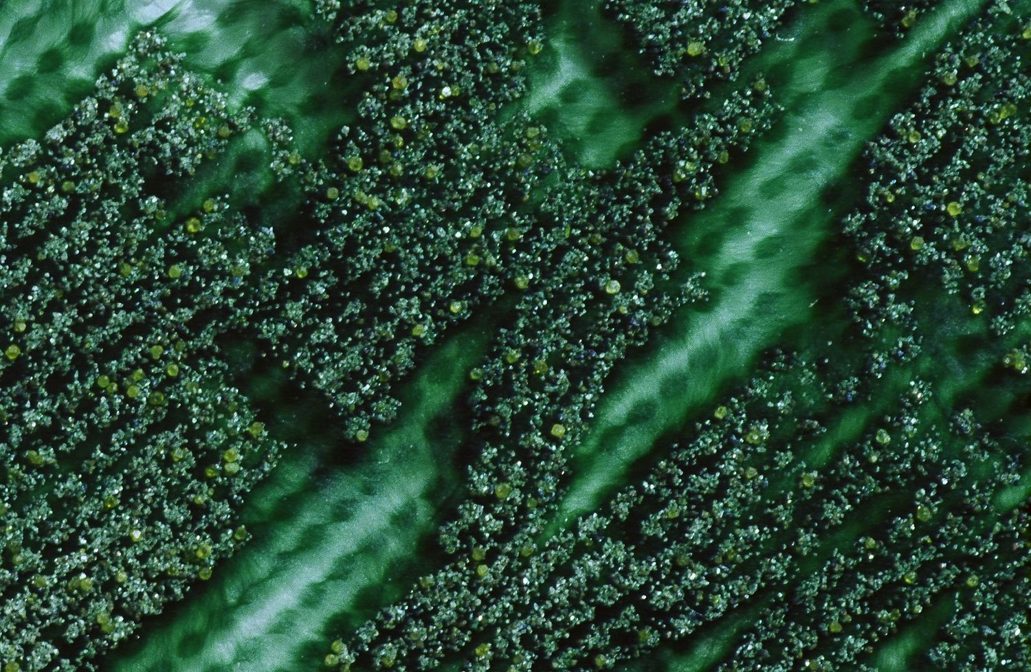 Alfred Russel Wallace, 1998, detail of Cyanobacteria growth arranging diamonds 