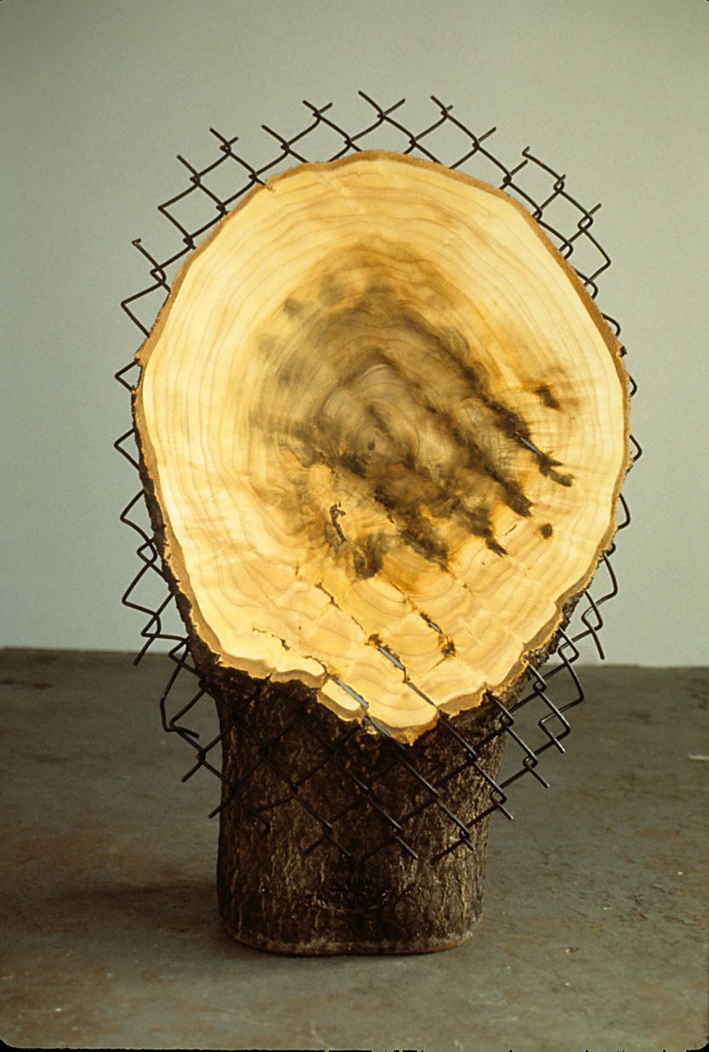 Interference Articulated, 1994, 40"24"x18, tree, fence