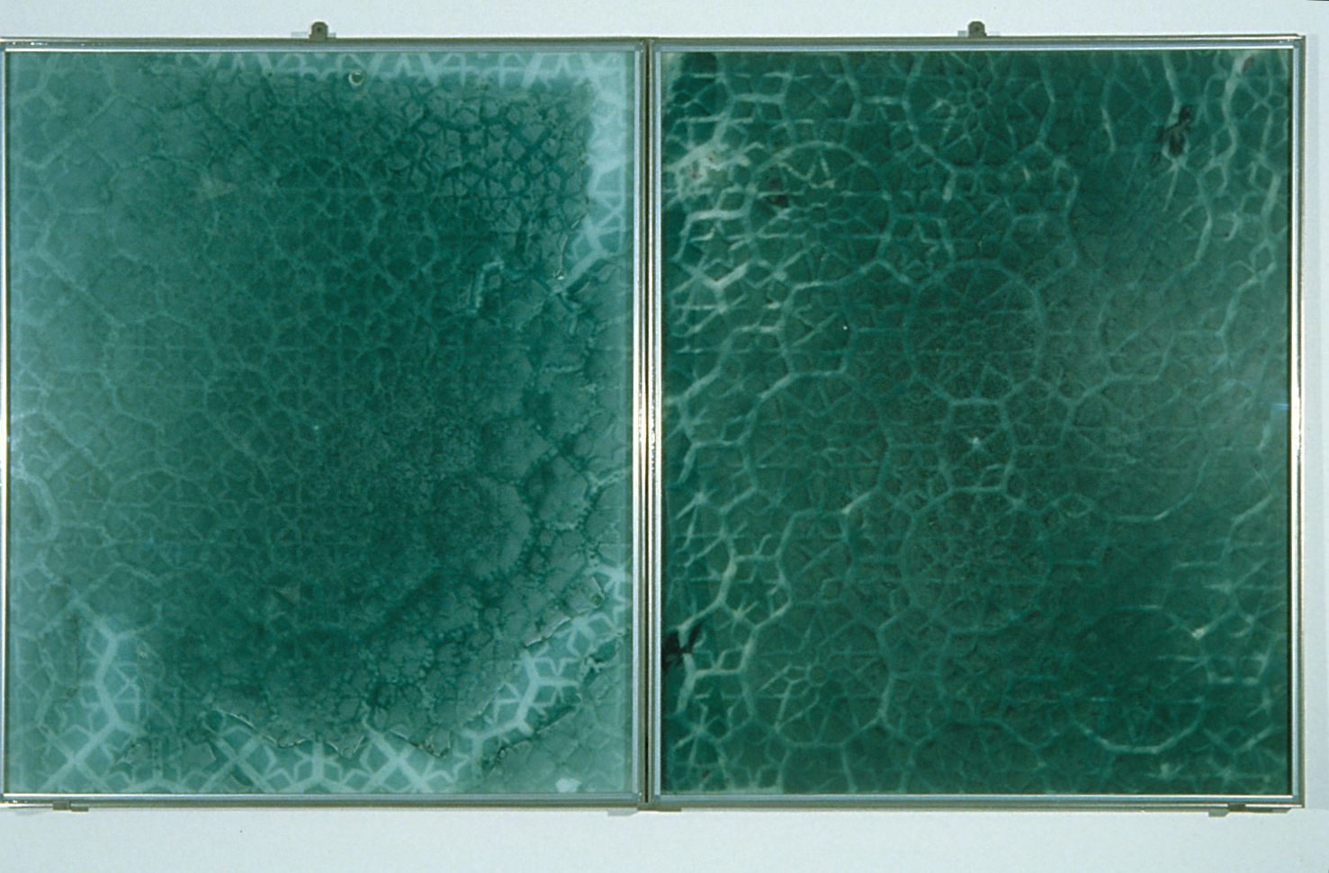 Look in Look Out, 1996, 48"x82", Cyanobacteria on glass