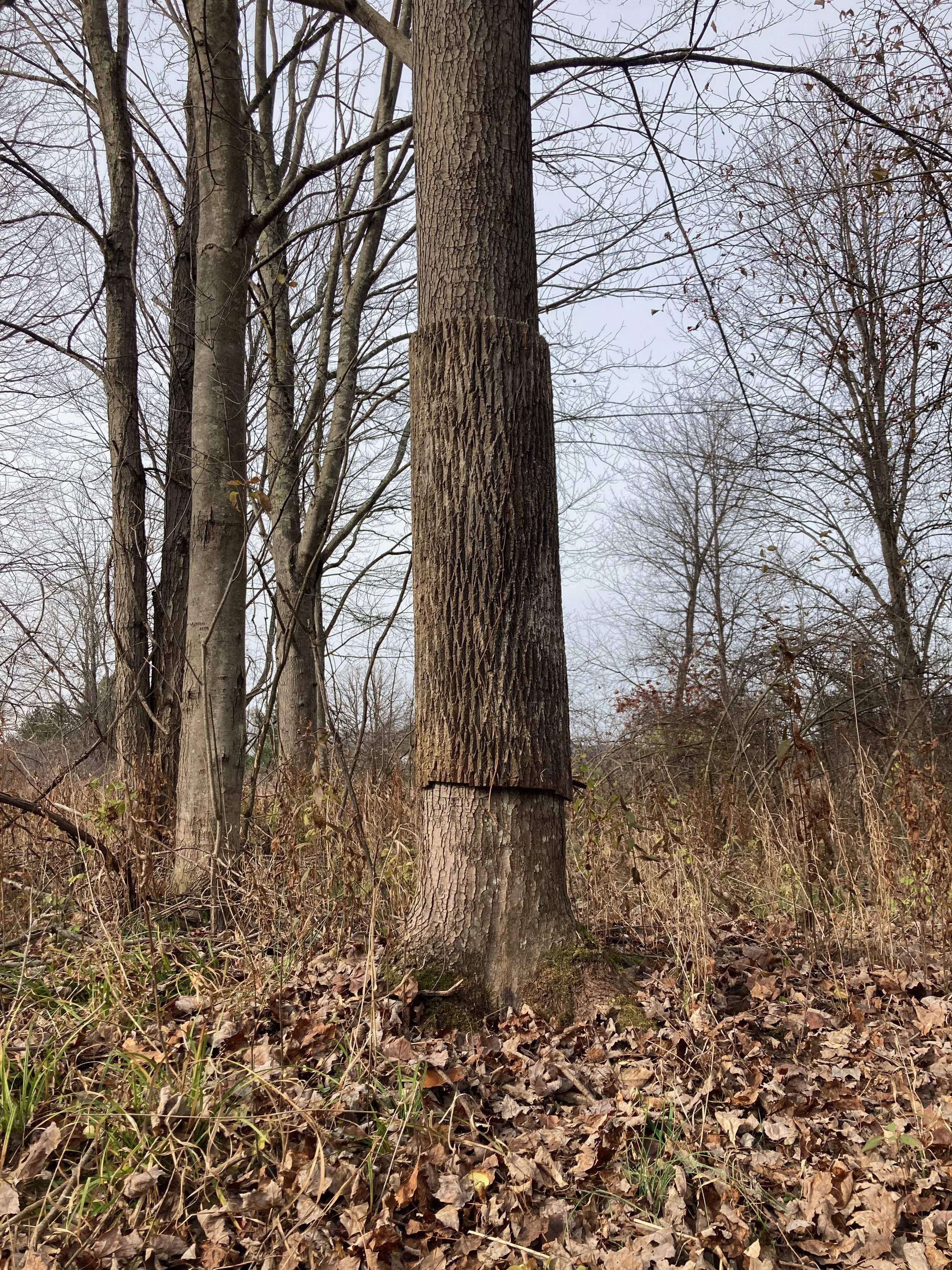 "Mask", 12"diameter, Red Maple tree waring a mask made from bark of dead Ash