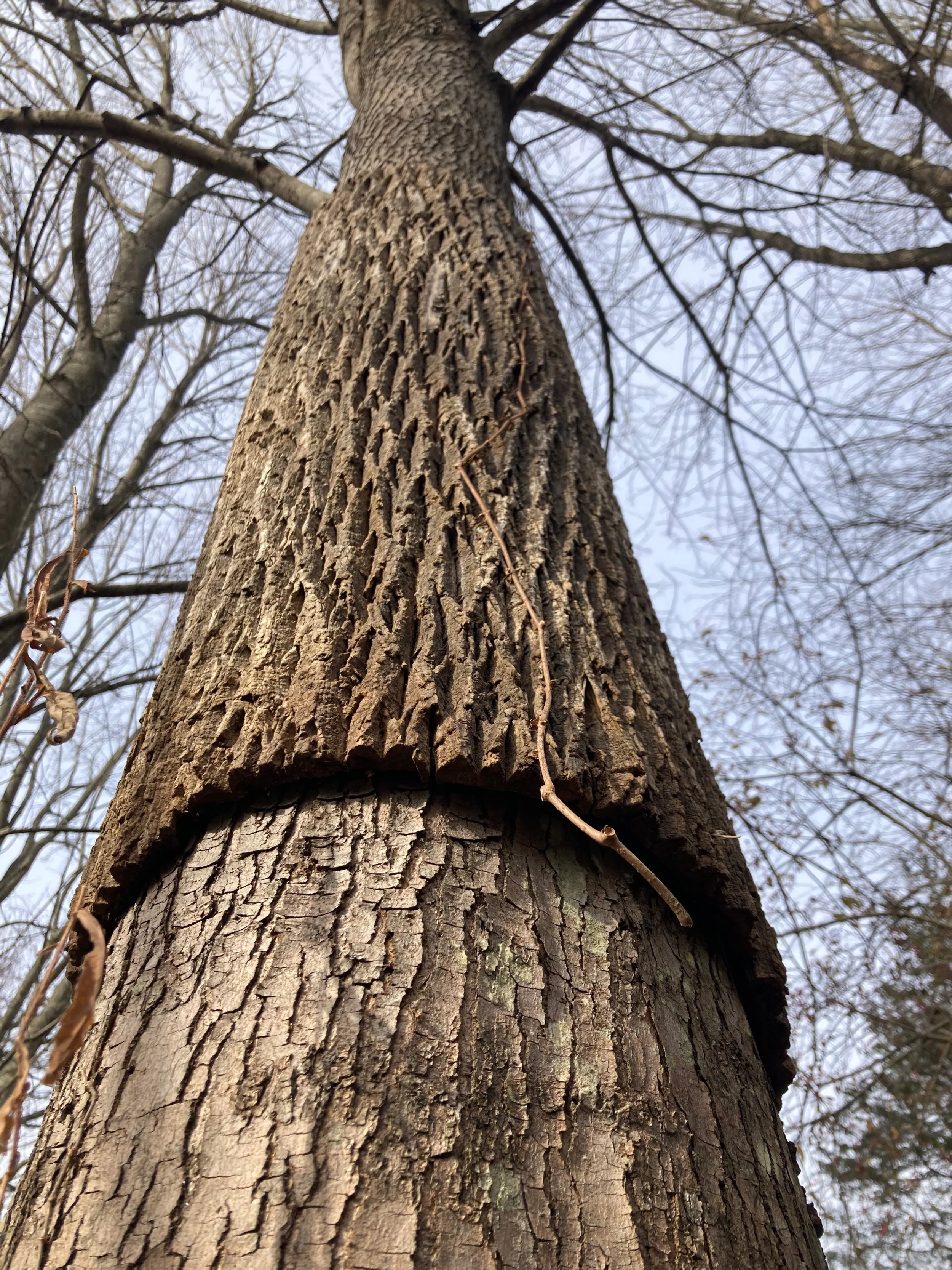 "Mask", 12"diameter, Red Maple waring mask from bark of dead ash