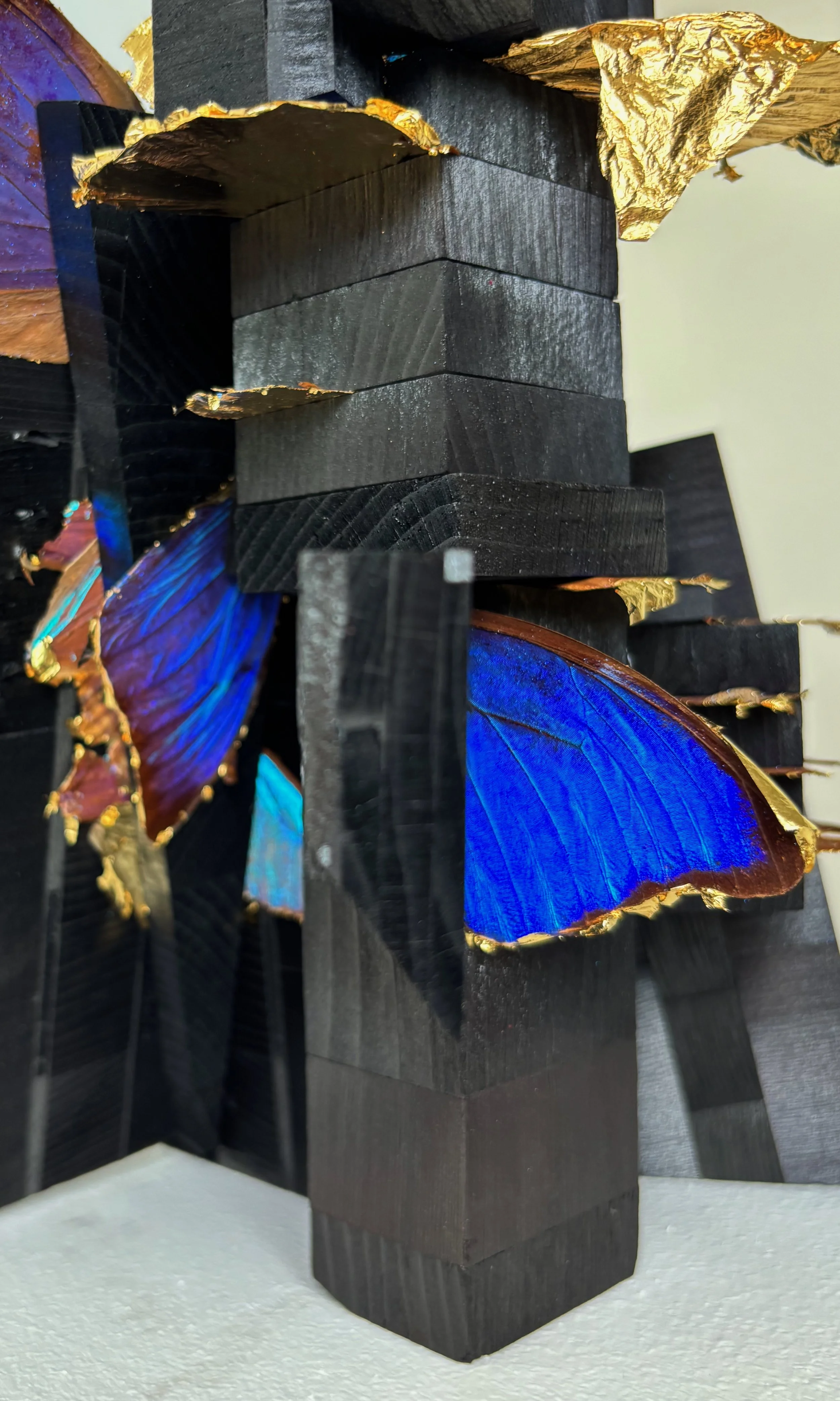 "Charcoal Gold Chitin Mirror", 8"x10"x12", charcoal, gold leafed wings of Morpho aega and Morpho anaxibia
