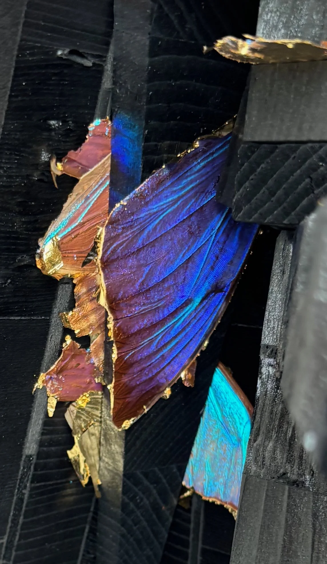 "Charcoal Gold Chitin Mirror", detail