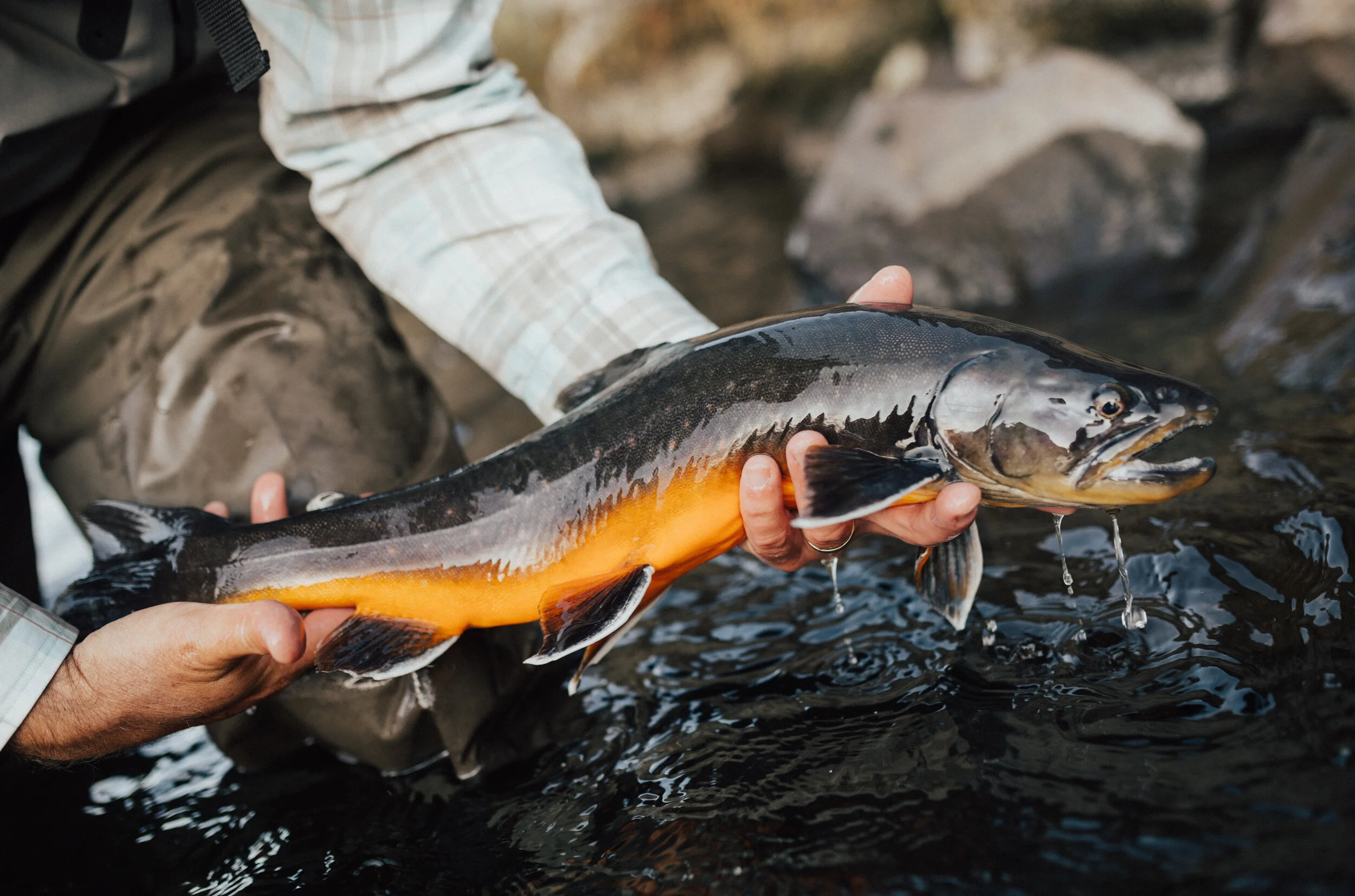 Gorgeous fish dripping.jpg