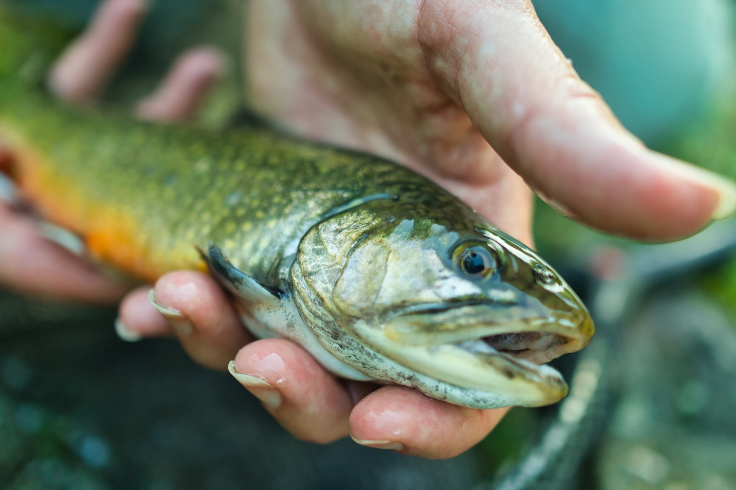 Brook Trout Heather May 2020.jpeg