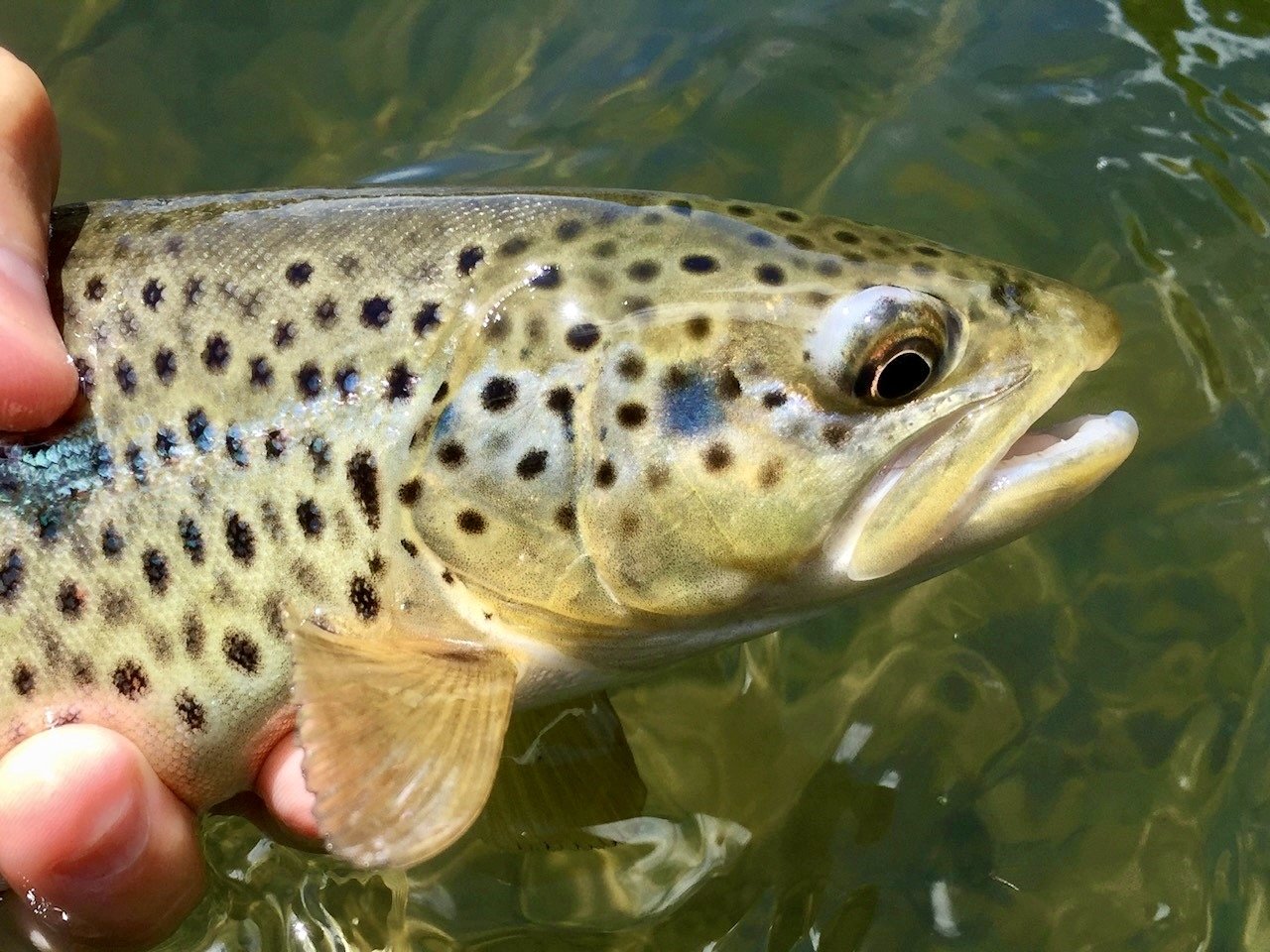 Who’s Afraid of the Big Bad Midge?