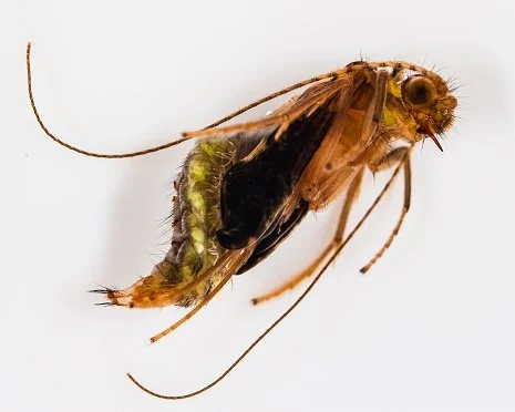 Caddisly pupa.jpeg