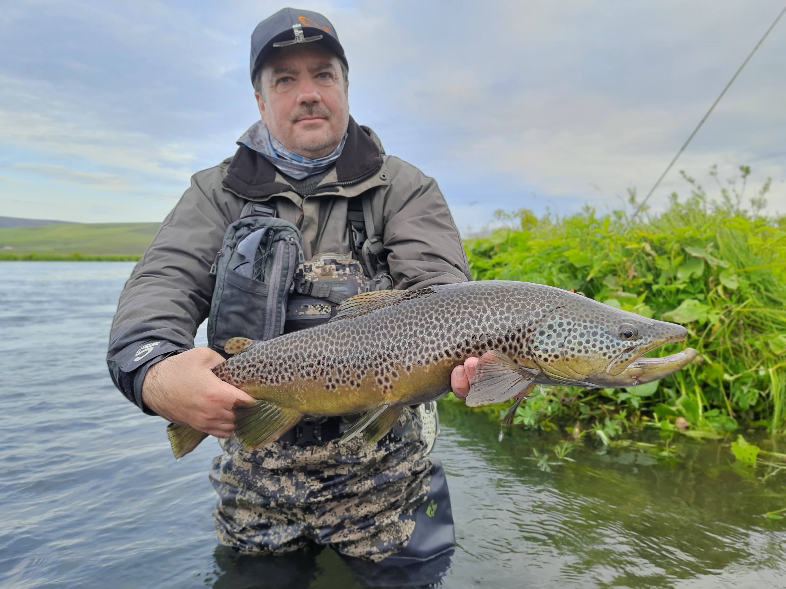 Laxa brown trout