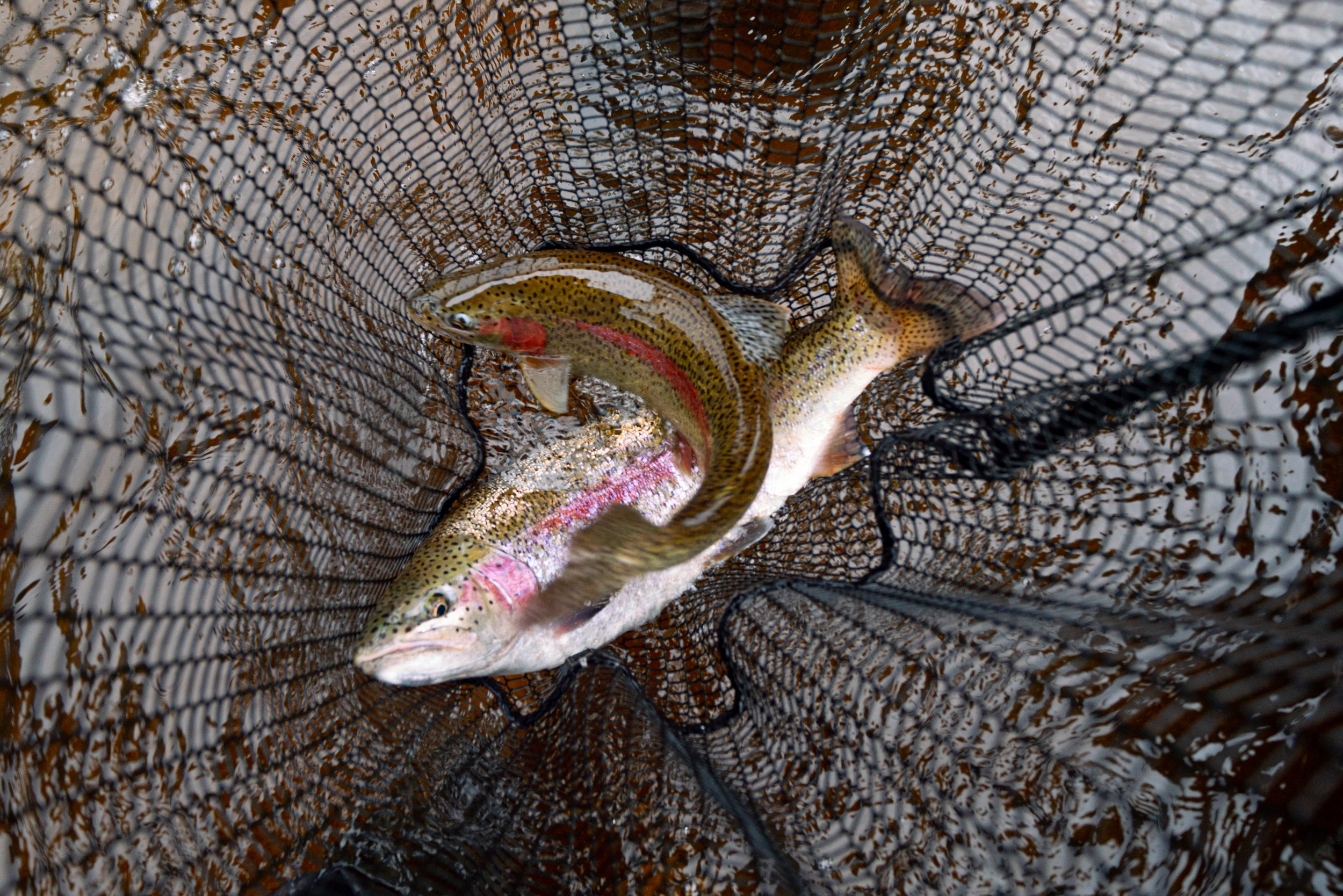 Wild rainbow trout double