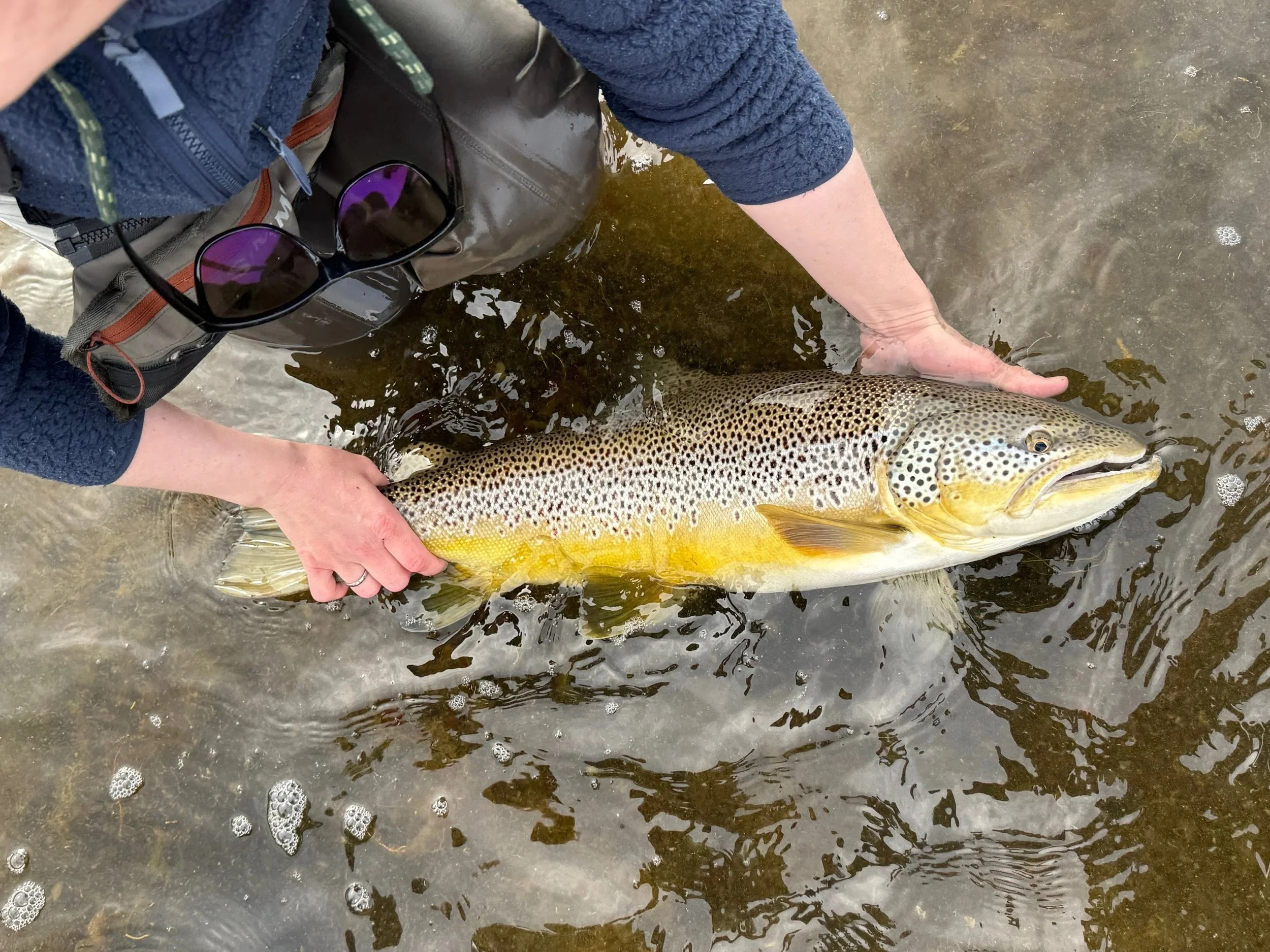Beautiful Earthquake Lake brown trout!