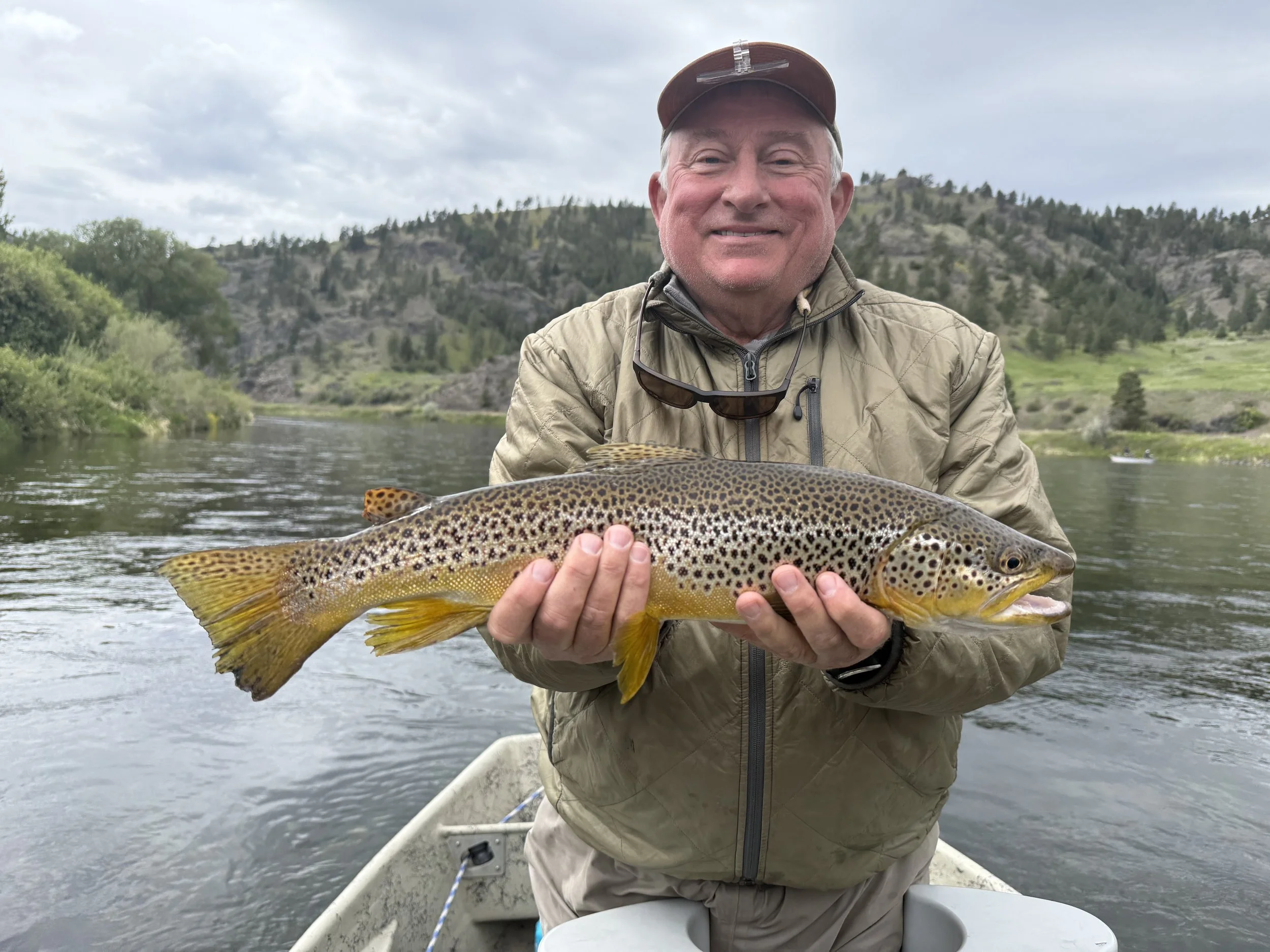 Montana brown trout
