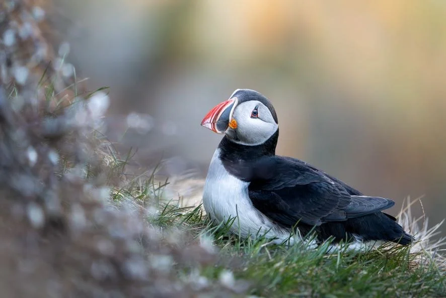 Puffin along the seashore
