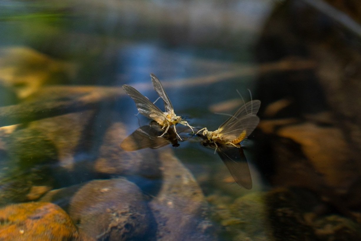 Fly Fishing Gear for Dry Flies — Trout & Feather