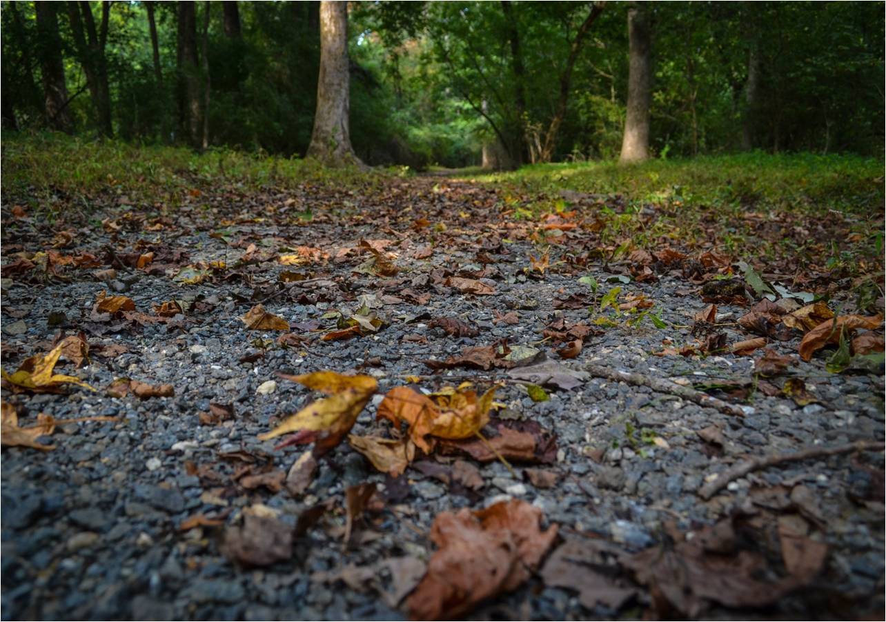 The Rock Creek Trail is a beautiful trail that begins at the Self Regional Healthcare Express Care facility off Rock Creek Boulevard just off the 72 Bypass. The trail is made of gravel and has several bridges. The trail is beautified by gorgeous trees, a lovely lake, and many native blooming plants.