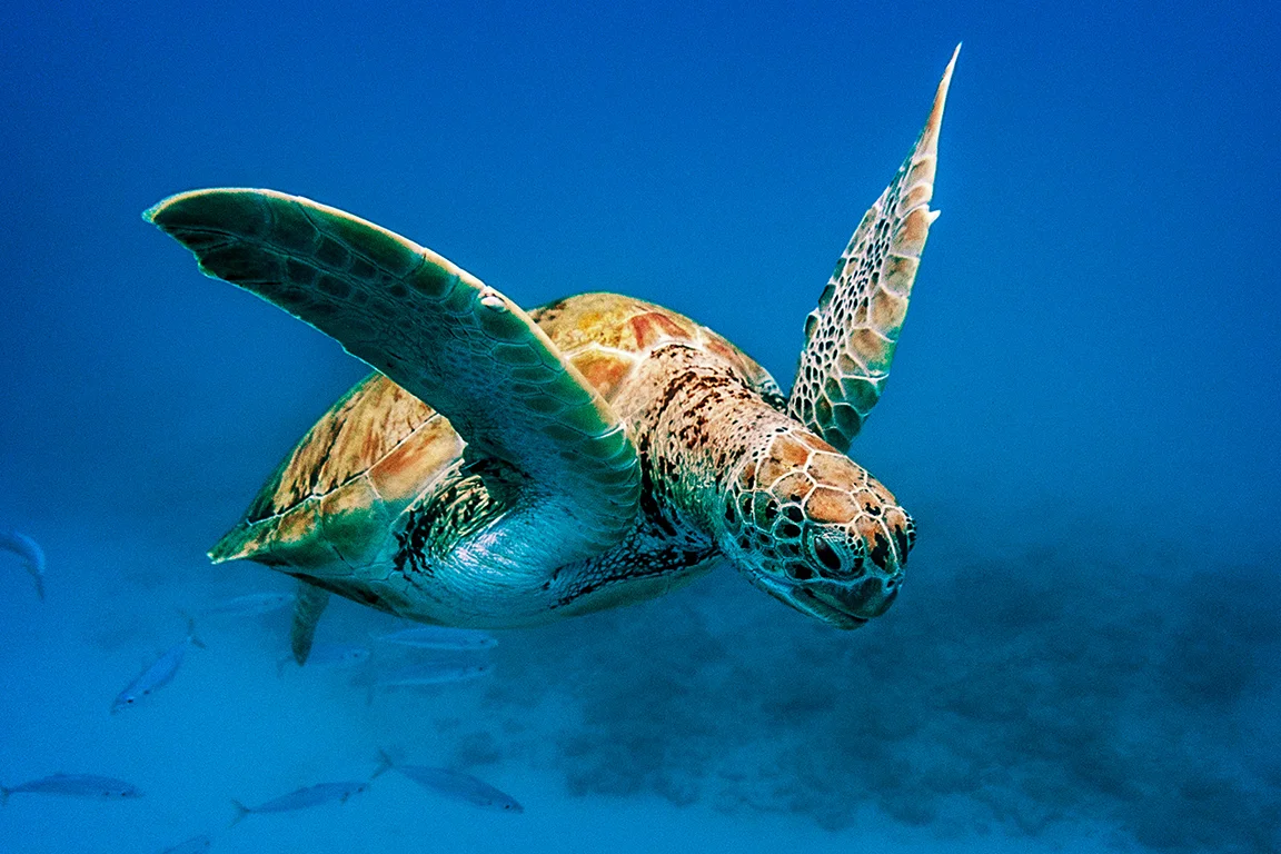 Barbados 2012