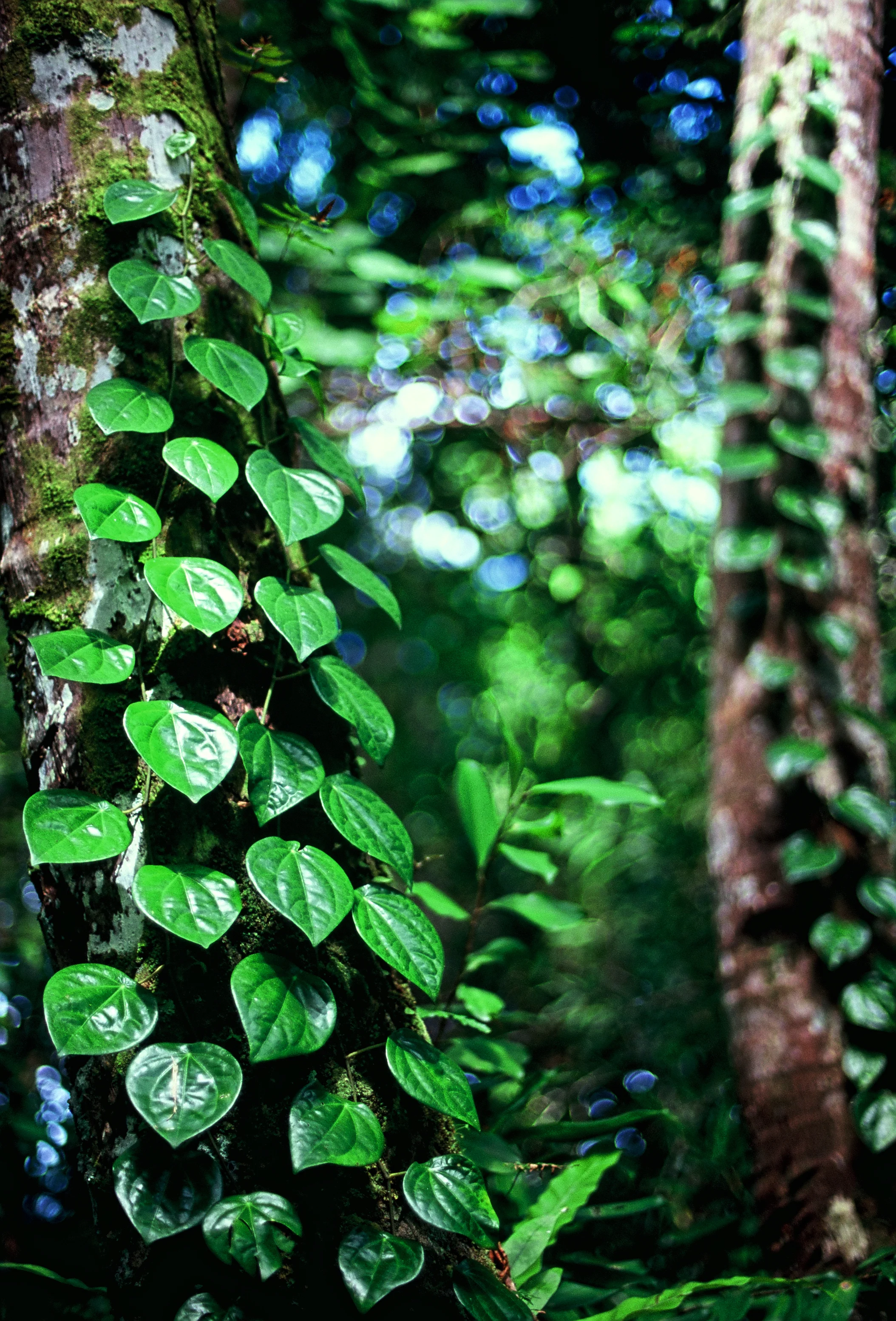   Palau Karangmajat, Indonesia 2011  