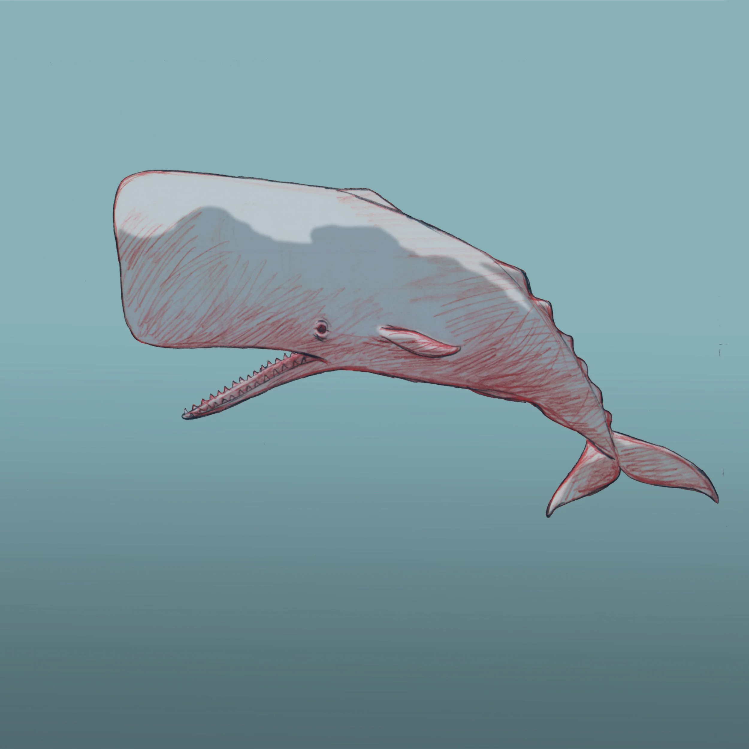 whale.jpg