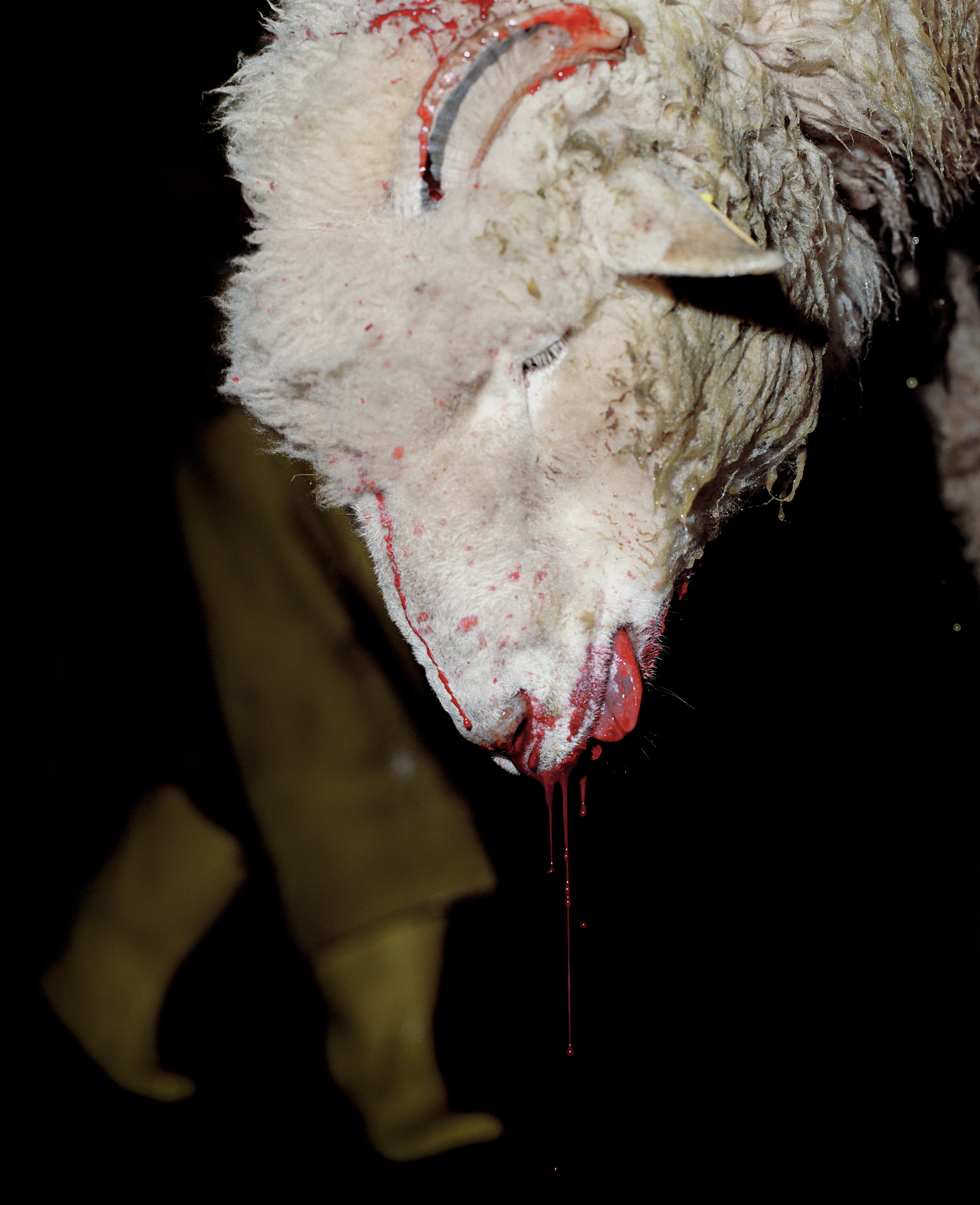 Sheep-Head,-CT.jpg