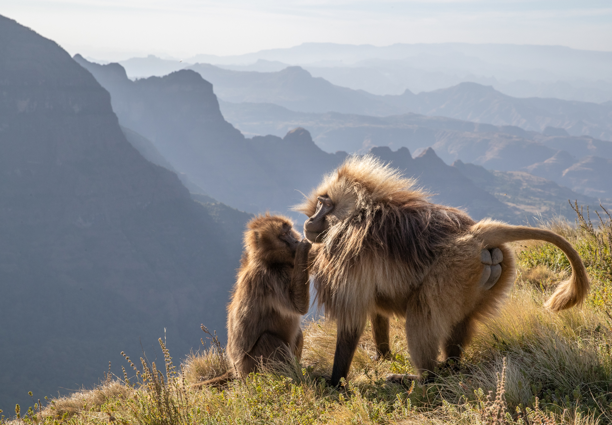   Gelada Monkeys, Simien Mountains, Ethiopia  - A female Gelada Monkey grooms a male at the cliff’s edge.  The only grass eating monkey in the world, and only found in Ethiopia, the Geladas spend their days foraging for food in the highlands.  In the