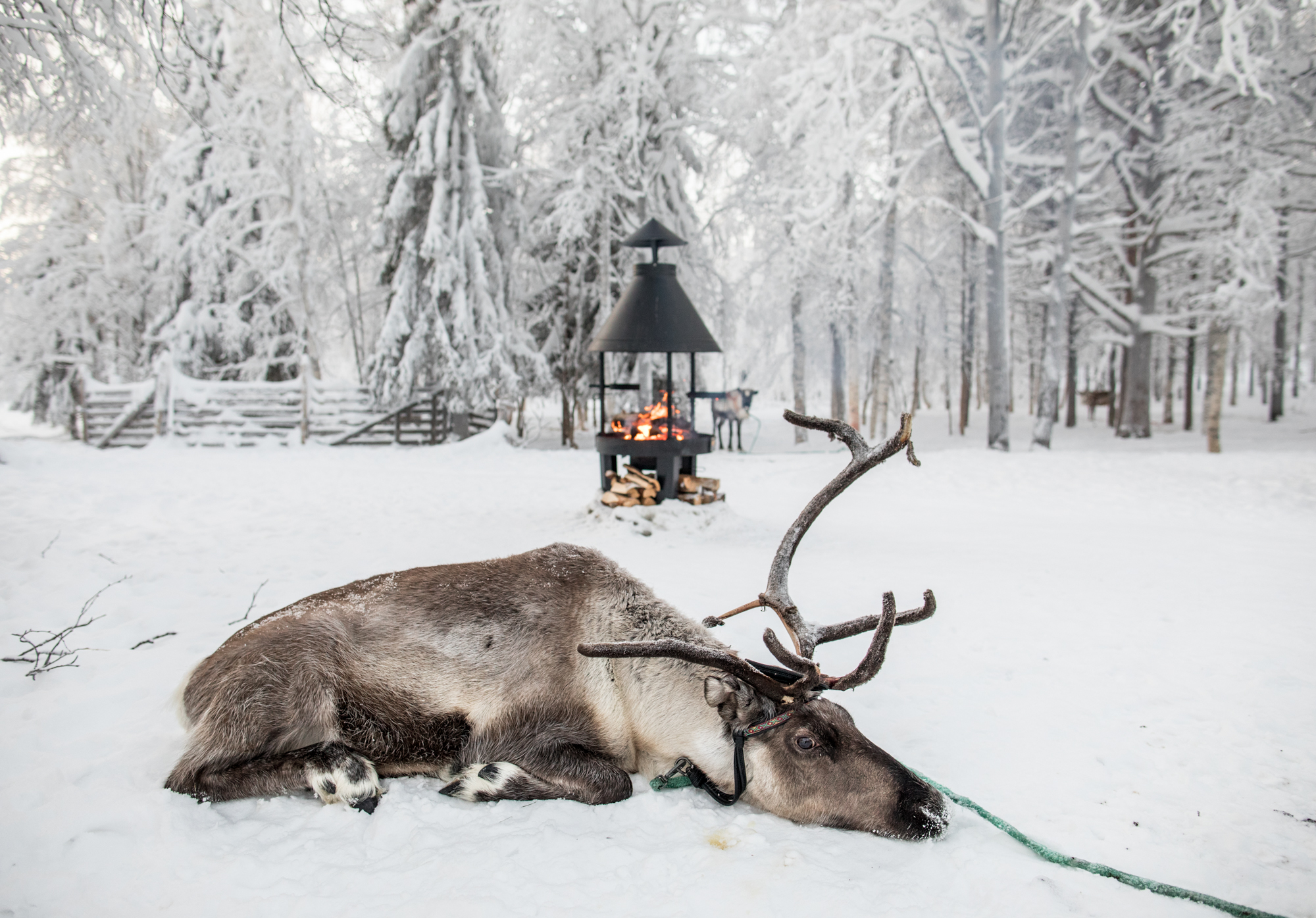   Levi, Finland  - A reindeer rests between carriage rides belonging to the Sami people.  The Sami are an indigenous people of Northern Europe and historically are best known for reindeer herding. 