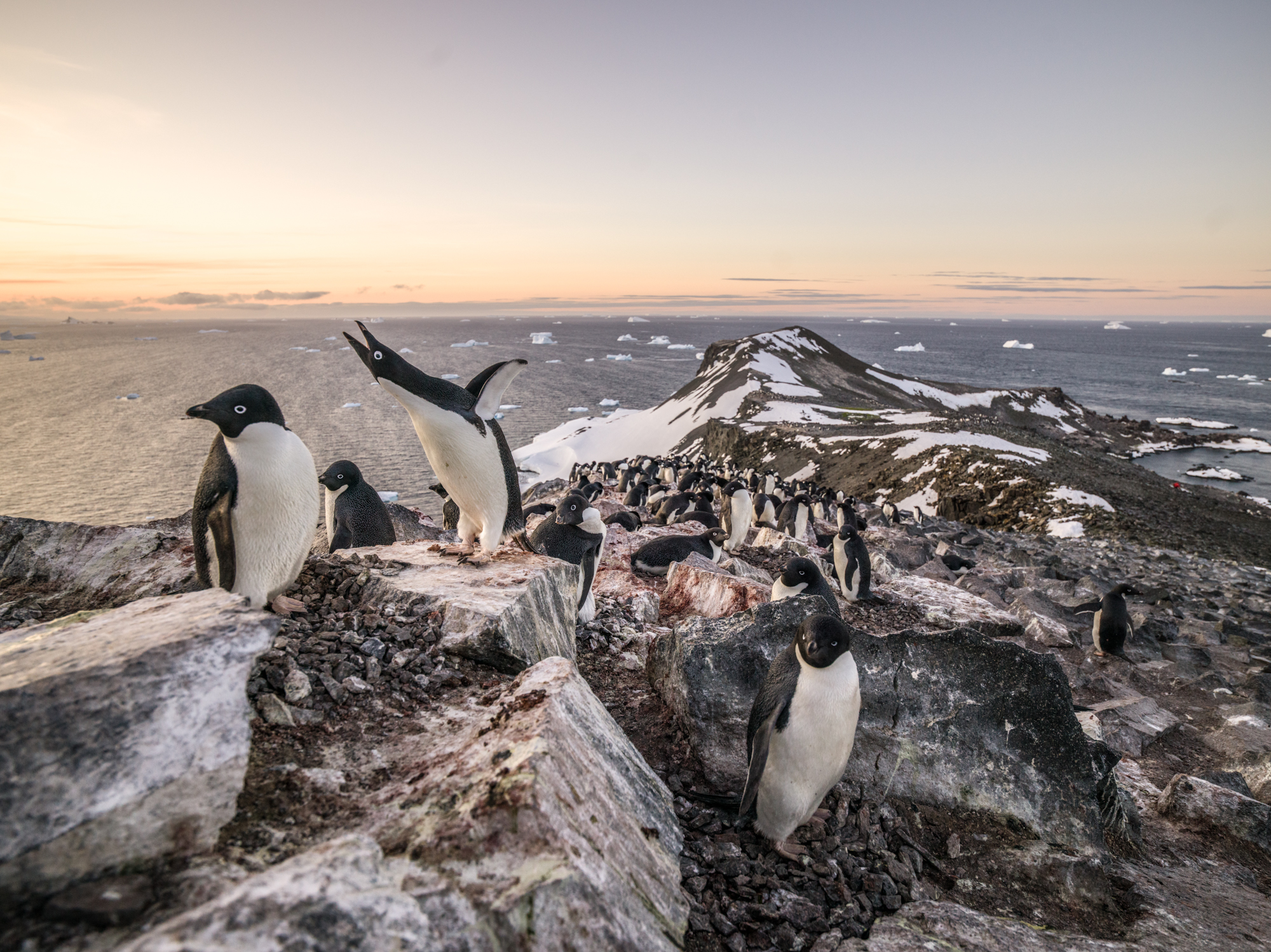   Astrolab Island, Antarctica  - Adelie Penguins are Antartica’s smallest penguin and mostly threatened by climate change.  They feed mainly on krill and small fish, and are important as a food source for predators such as killer whales and leopard s