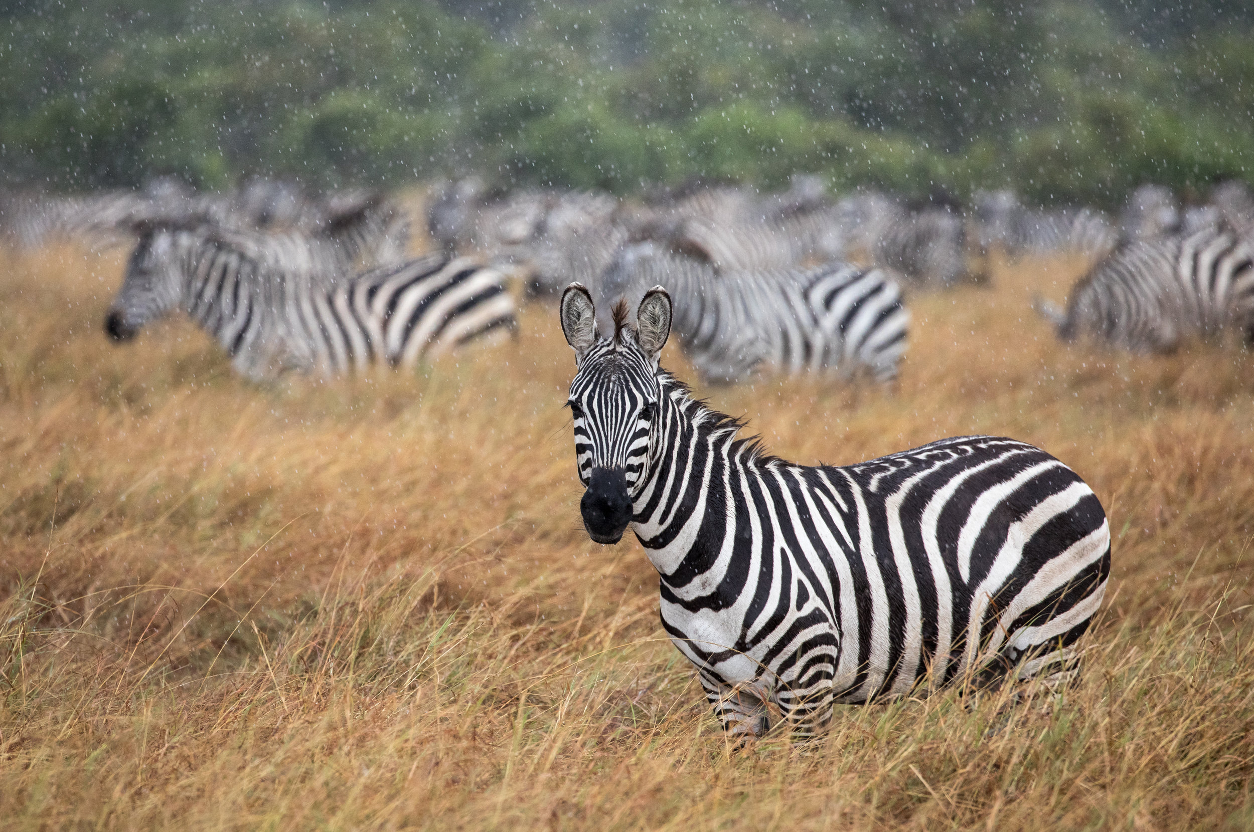   Maasai Mara, Kenya  - Rain falls on a herd of zebras in the Maasai Mara. 