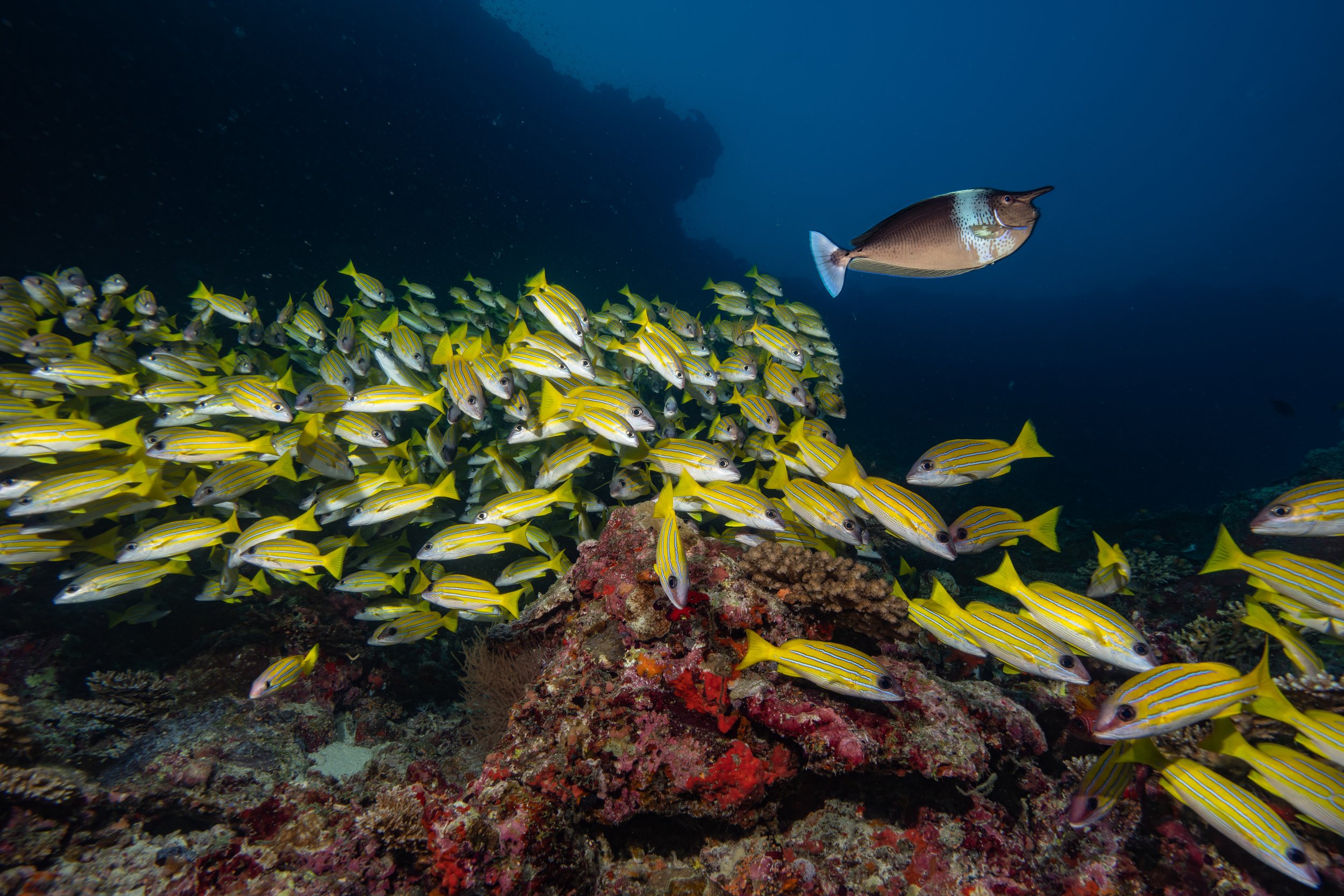   Maldives,   2022 -  Spotted Unicornfish with a school of Benga Lsnapper. 
