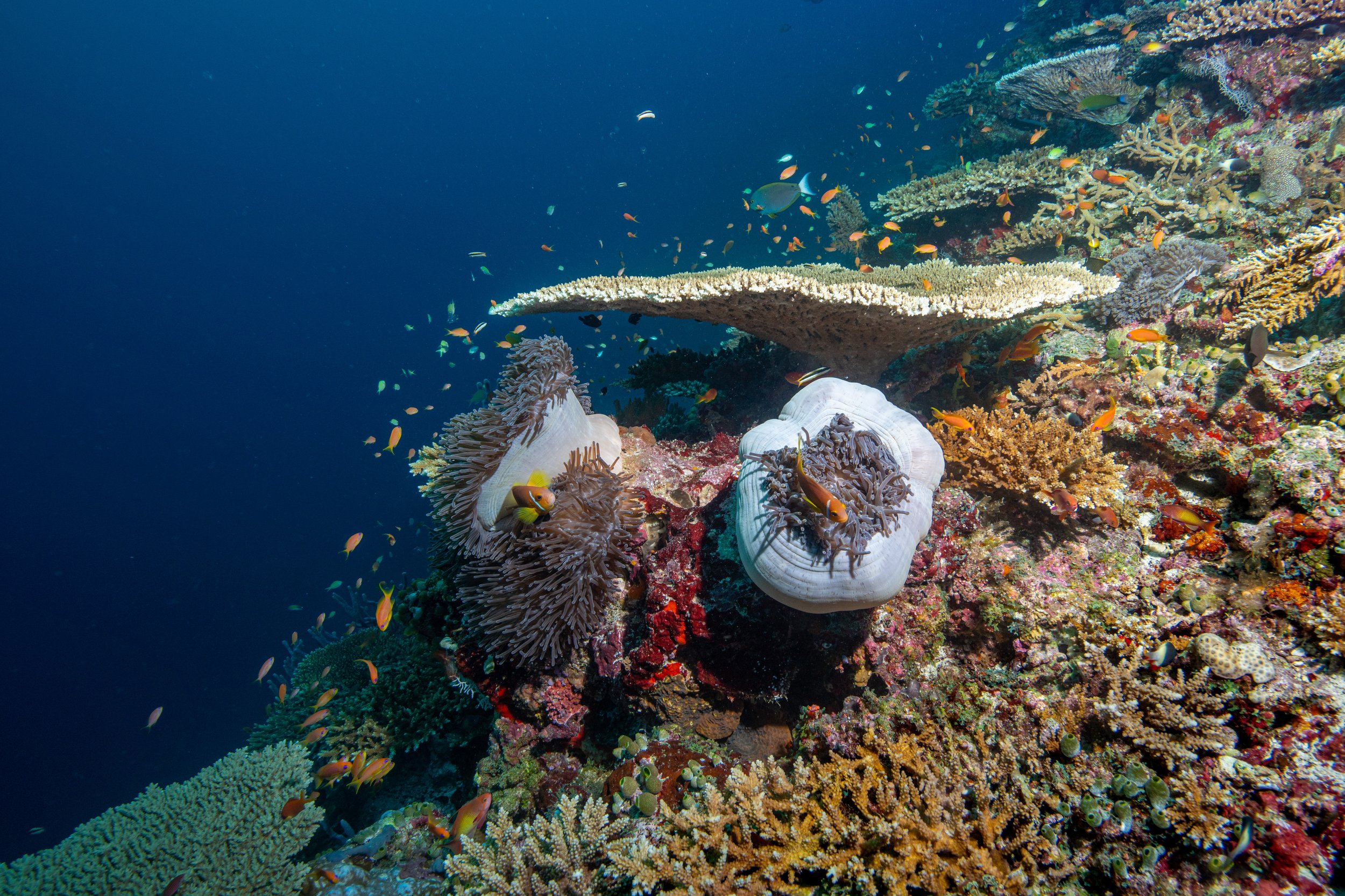   Maldives,   2022 -  Anemonefish among various corals  