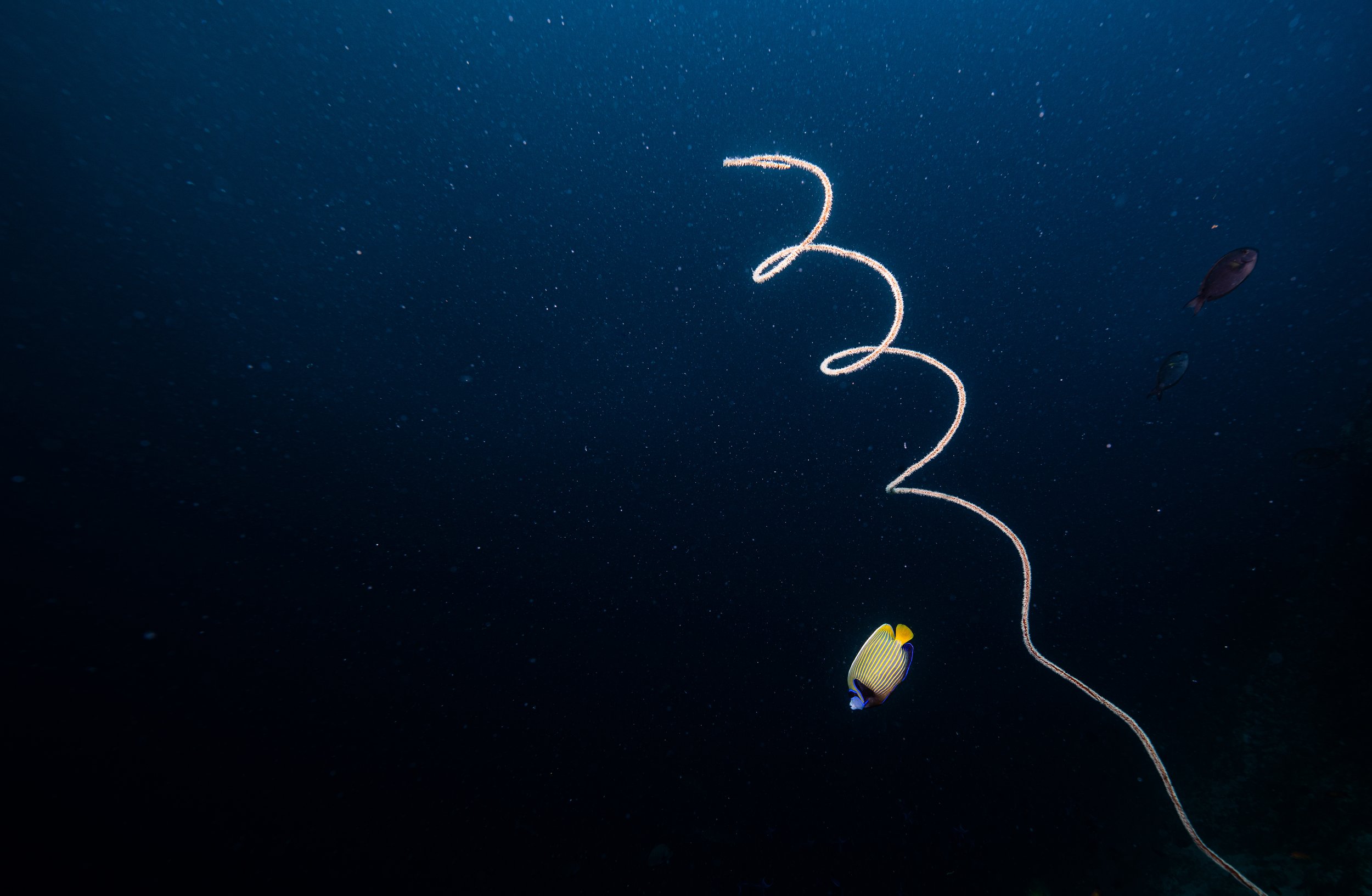   Maldives,   2022 -  A very solitary emperor fish swims next to a Spiral Wire Coral.  
