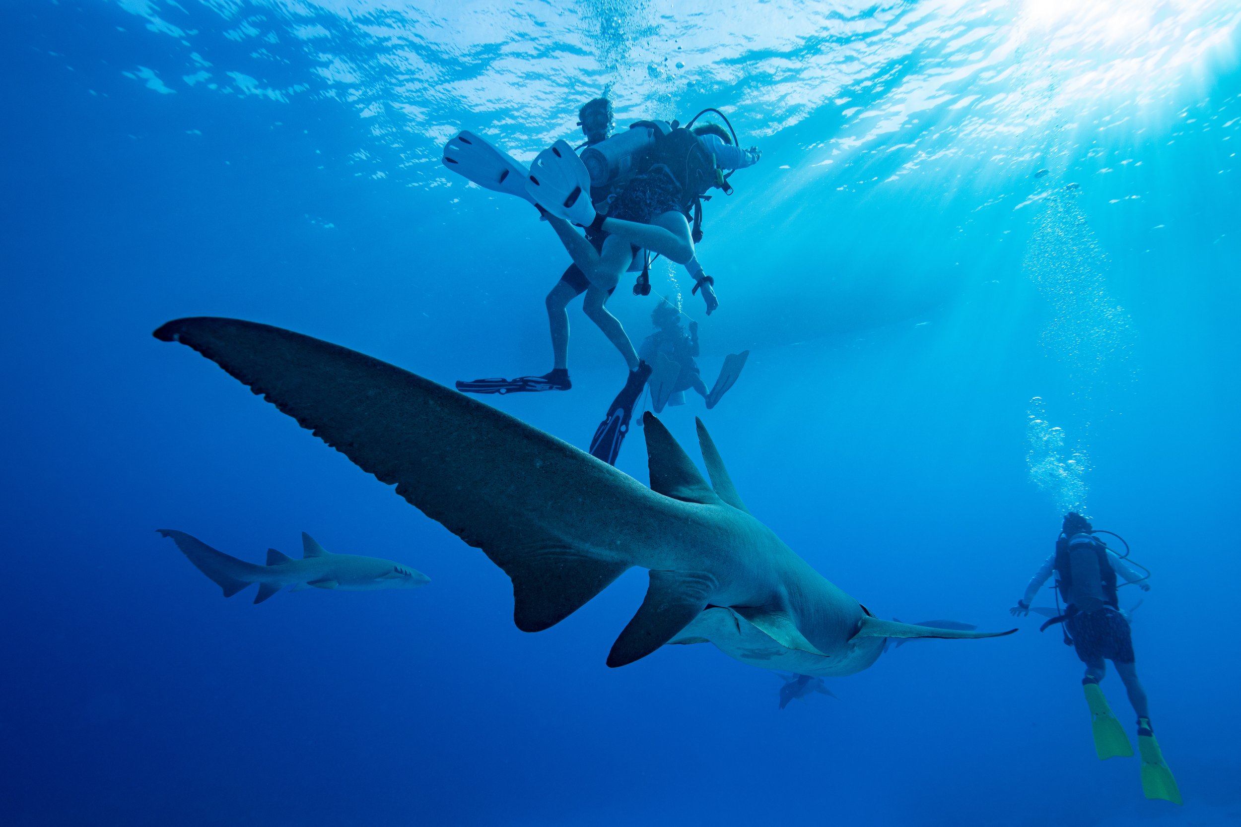   Maldives,   2022 -  Seren and friends scuba diving among docile sharks.  