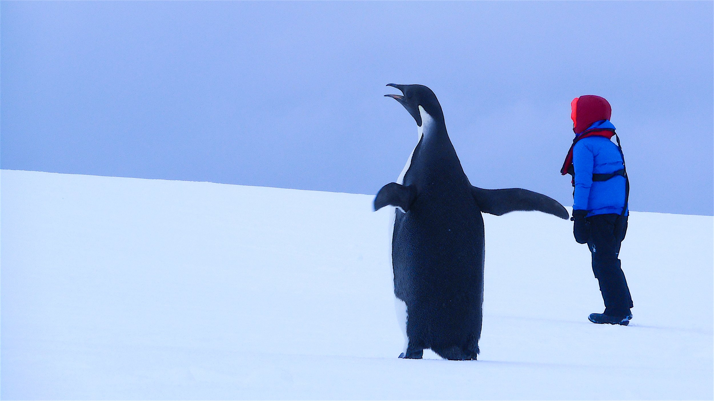   Antarctica, 2015  -  Copyright unknown.  The only photo on this website I did not take, and we don’t know who did.  But it’s one of my favorite images of Seren so I wanted to add it here.  He’s with a lone adolescent Emperor Penguin which was the o